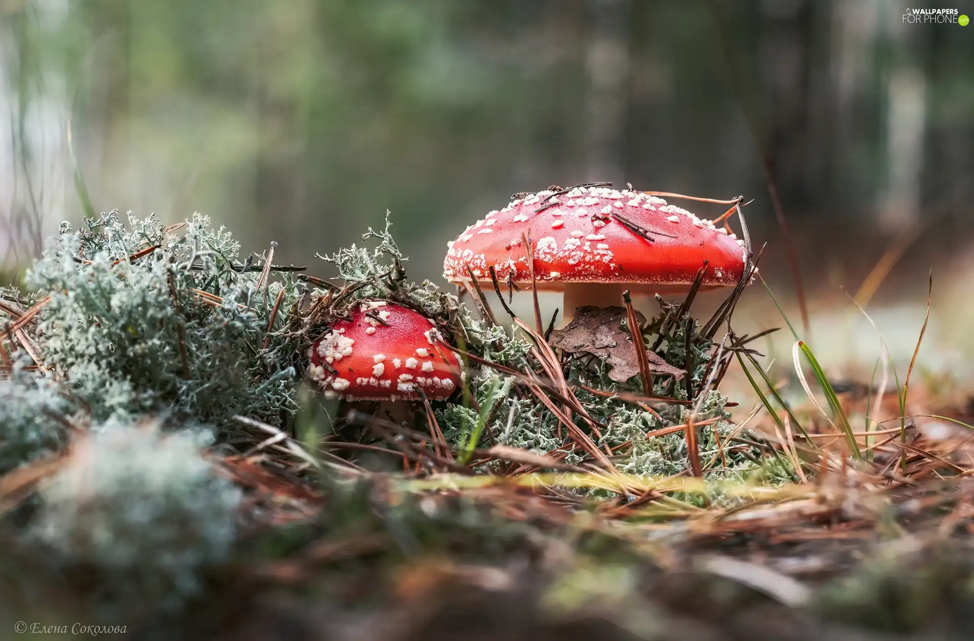 litter, forest, mushrooms, toadstools, Two cars