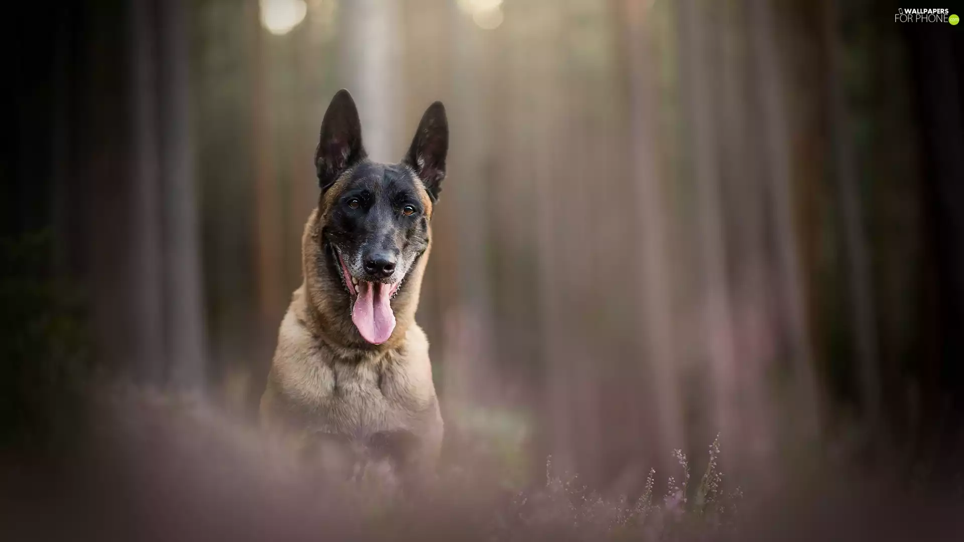 tongue, Belgian Shepherd Malinois, fuzzy, muzzle, dog, heathers, background
