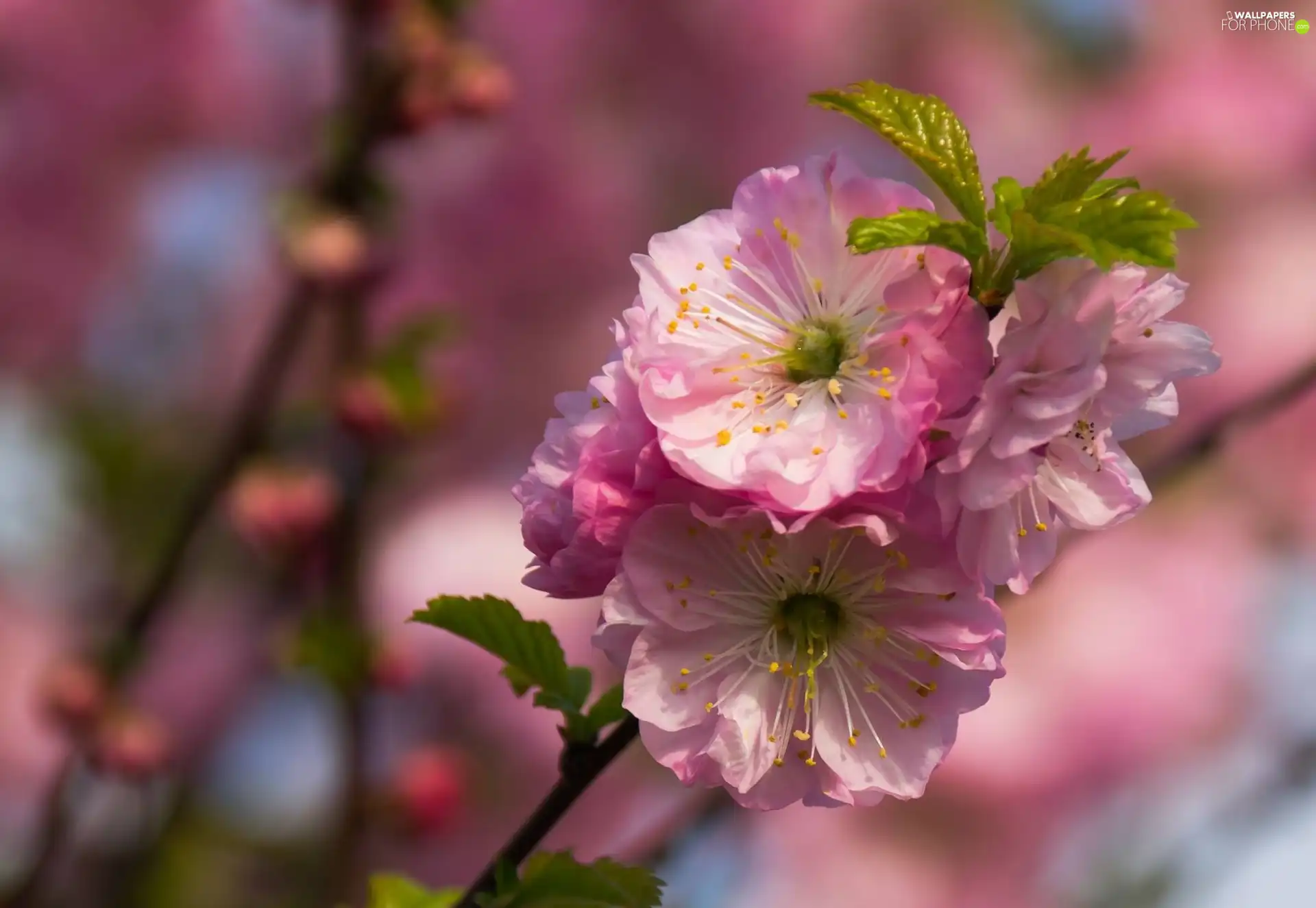 Flowers, leaves, tonsil, twig