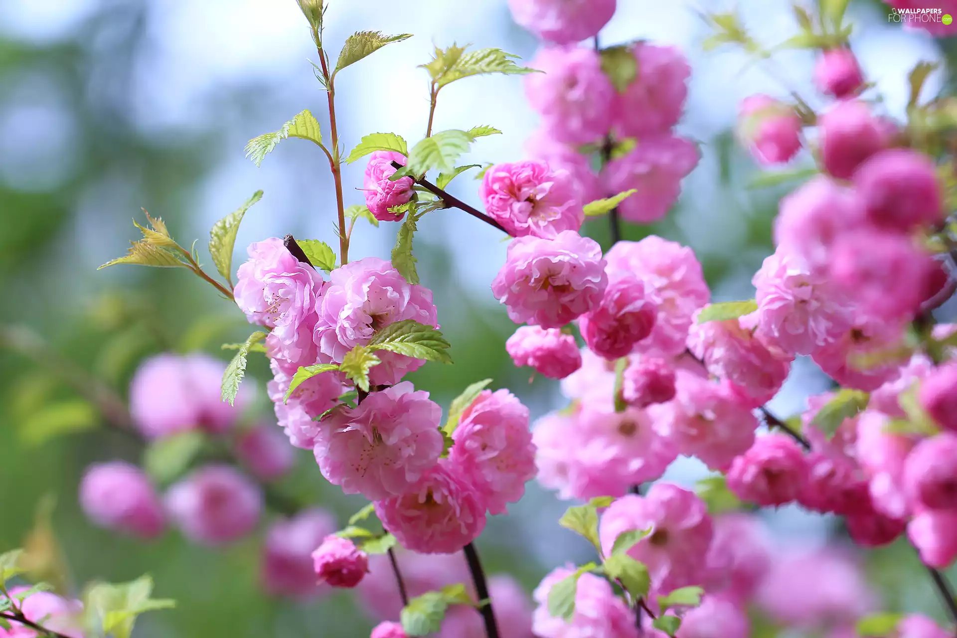 tonsil, Pink, Flowers