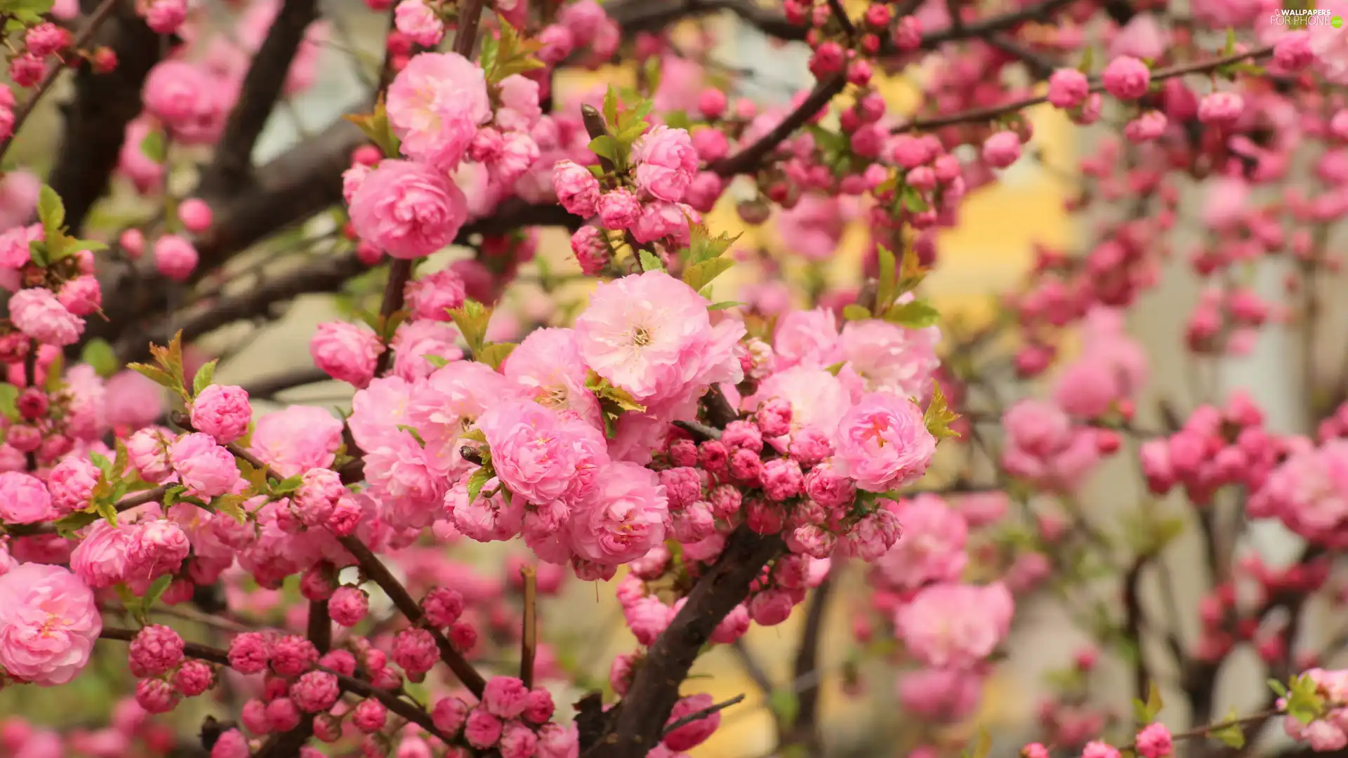 trees, Flowers, Twigs, tonsil