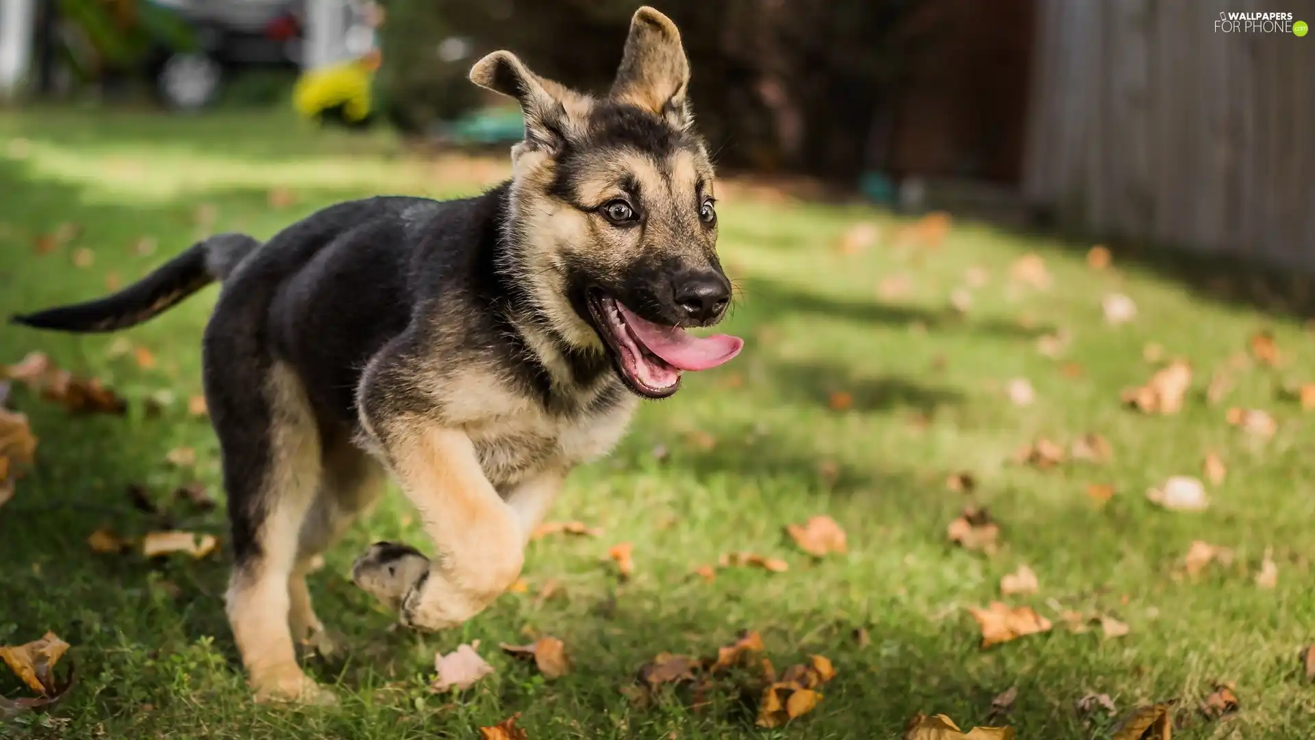 dog, grass, Tounge, German Shepherd