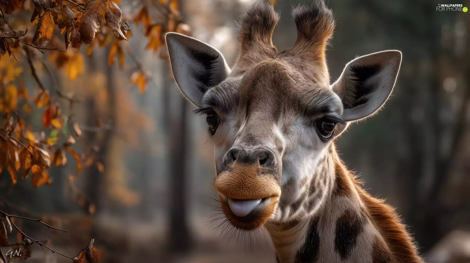 giraffe, dry, Leaf, Tounge