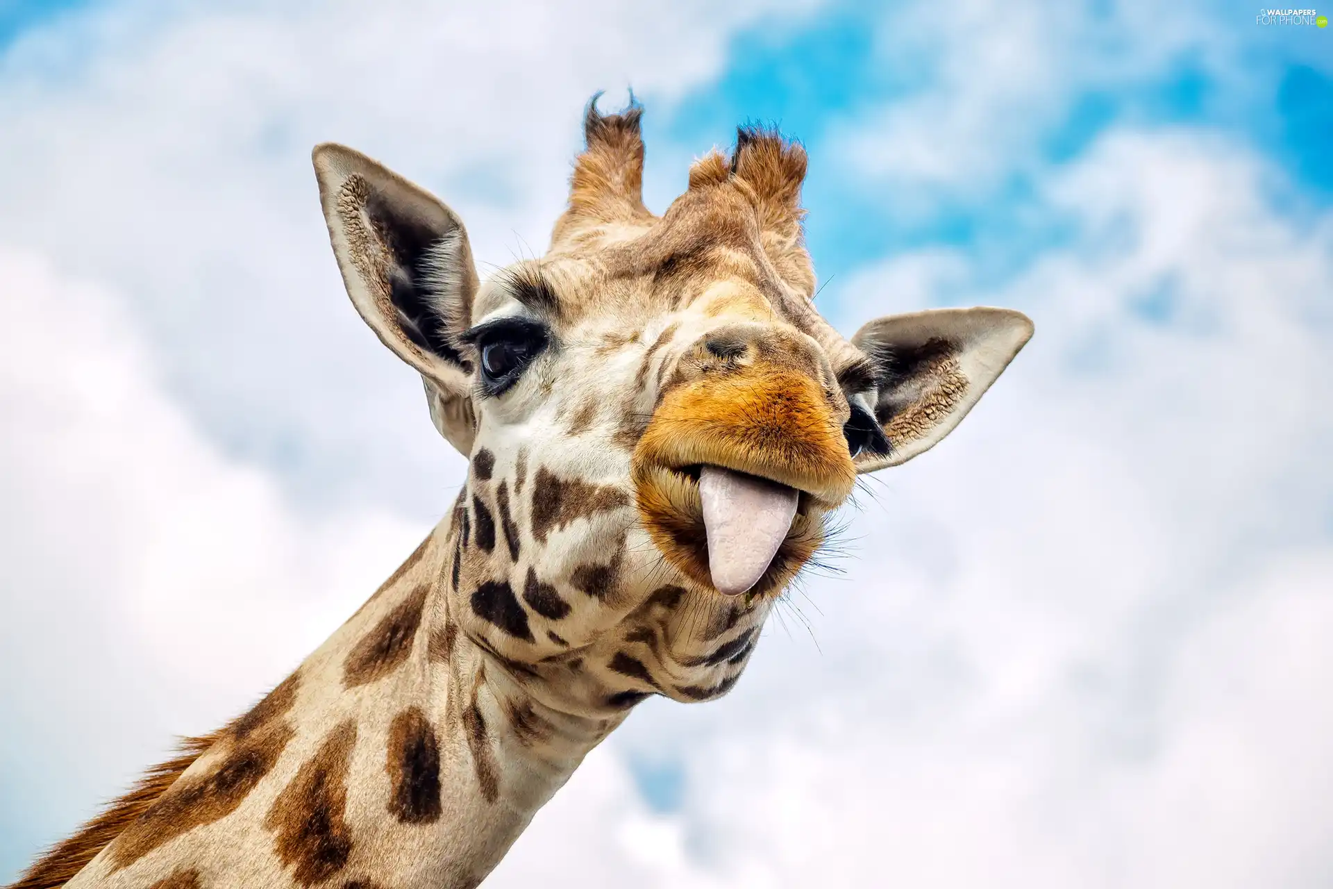 Tounge, giraffe, Head