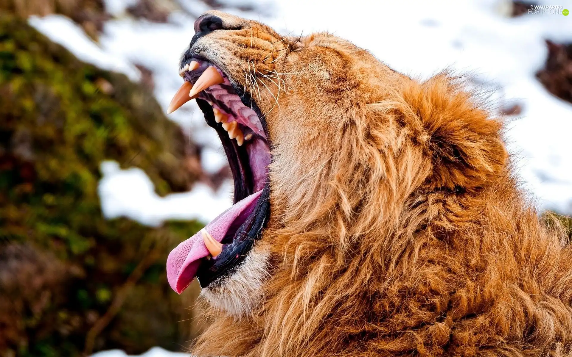 Lion, canines, Tounge, roar