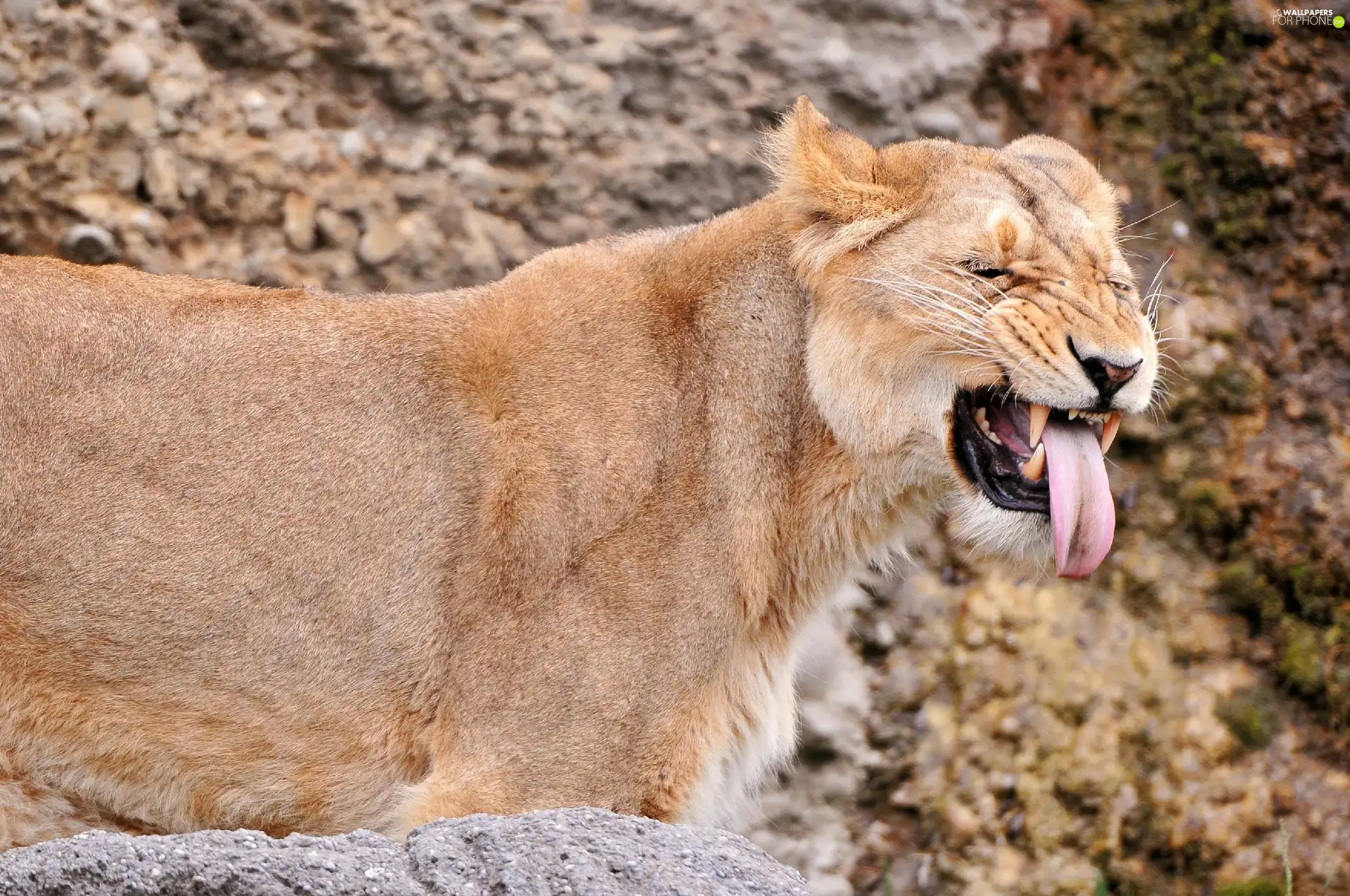 Tounge, Lioness, showing