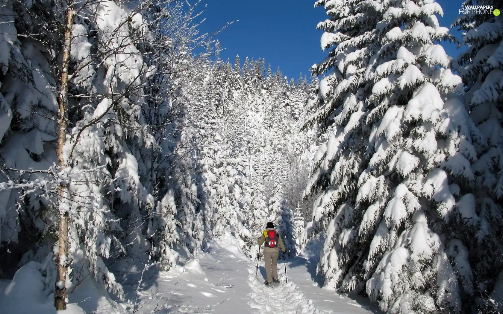 tourist, forest, Path