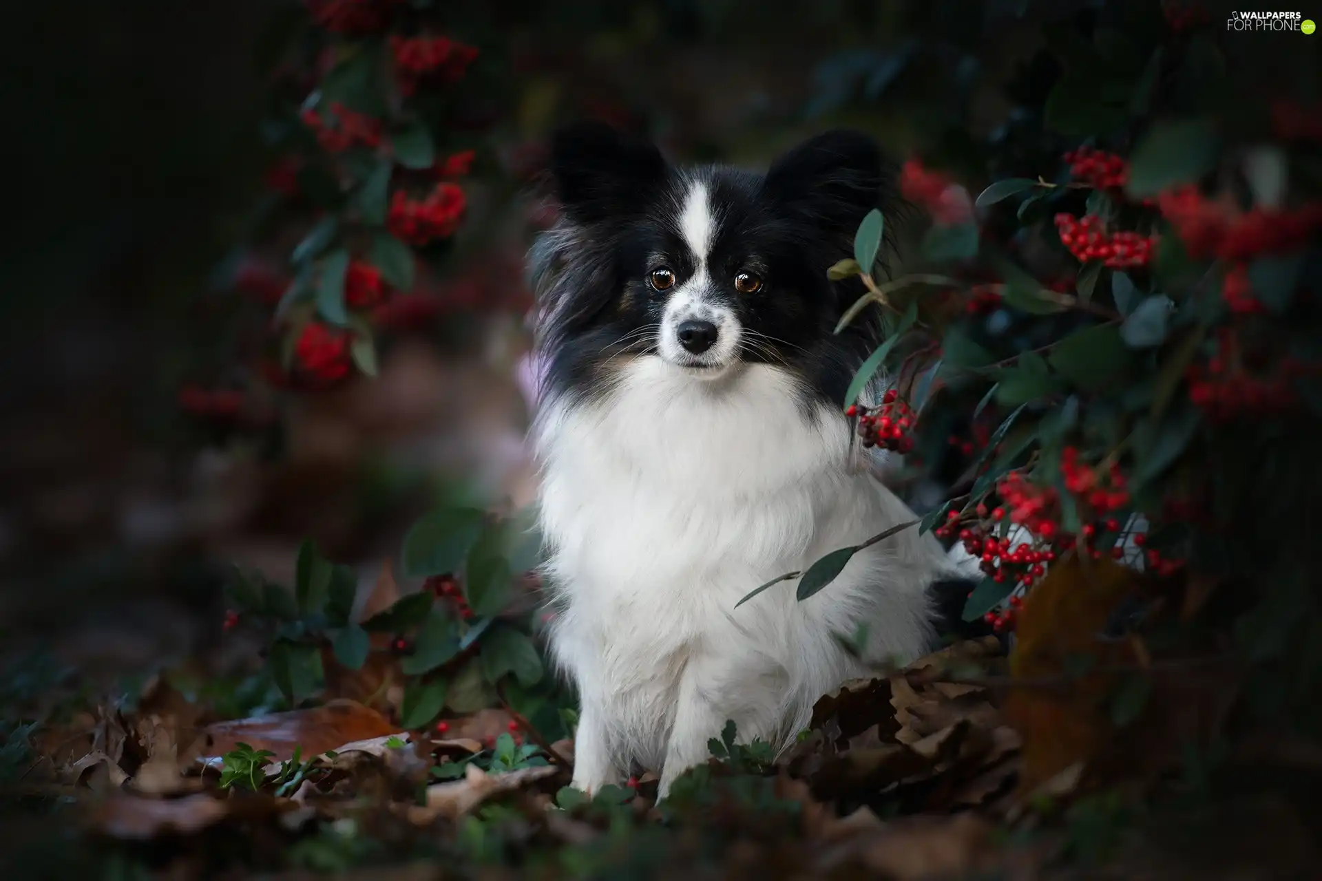 blueberries, Miniature Continental Toy Spaniel Papillon, Bush