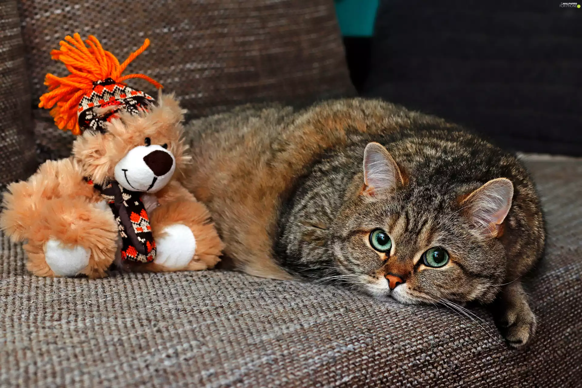 green ones, dun, toy, Sofa, Eyes, cat