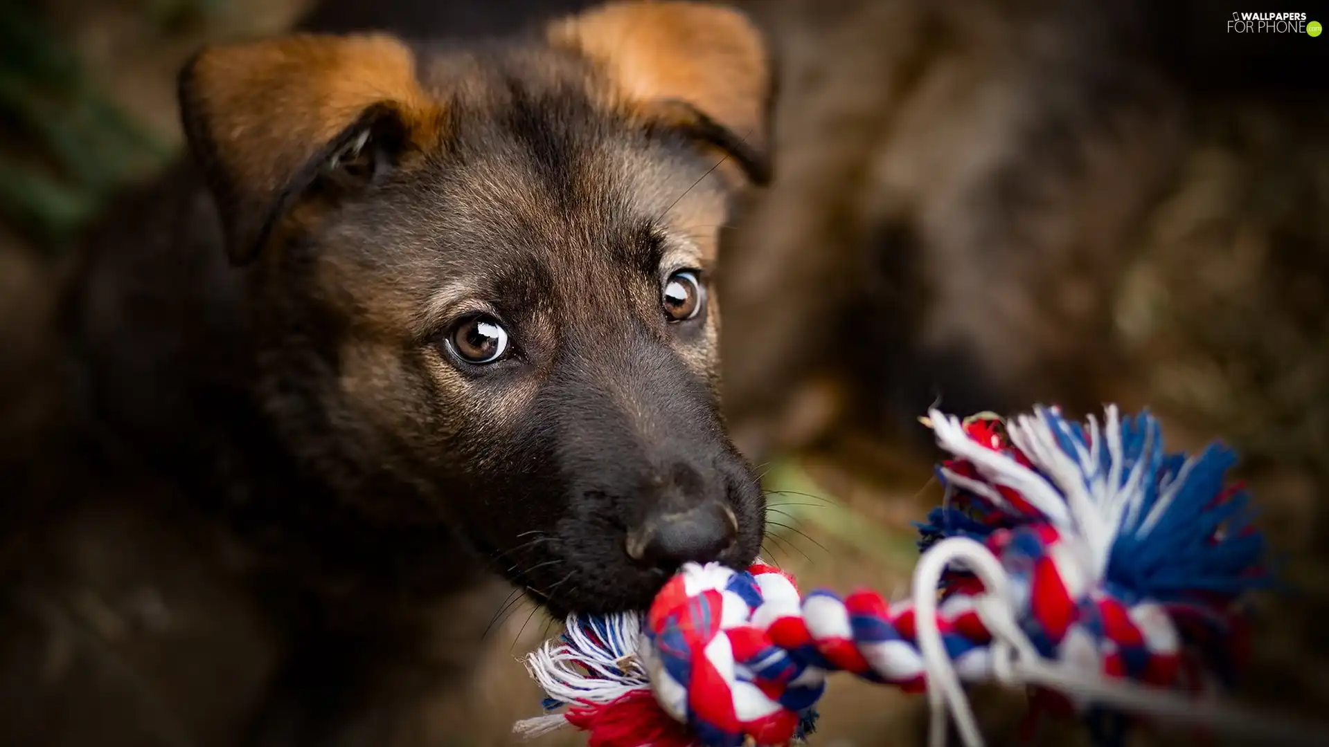 toy, Puppy, mouth