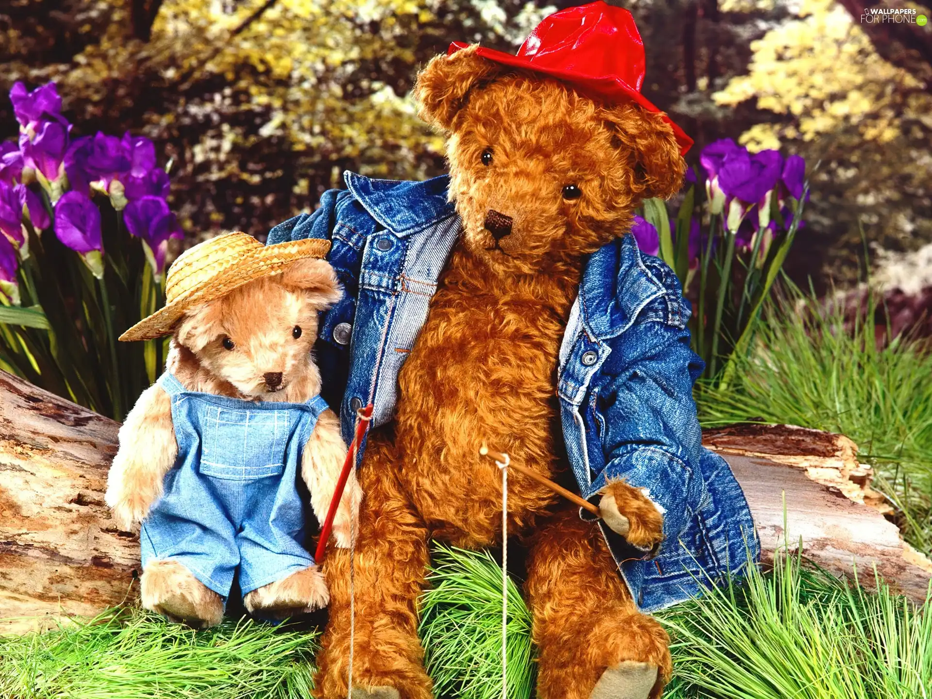 Two cars, bear, toys, plush