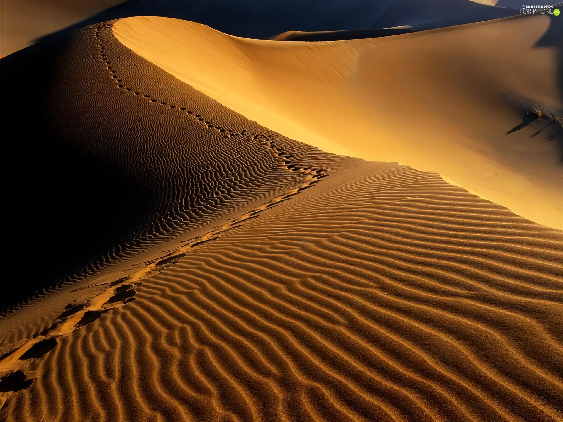 Desert, Africa, traces, Namibia