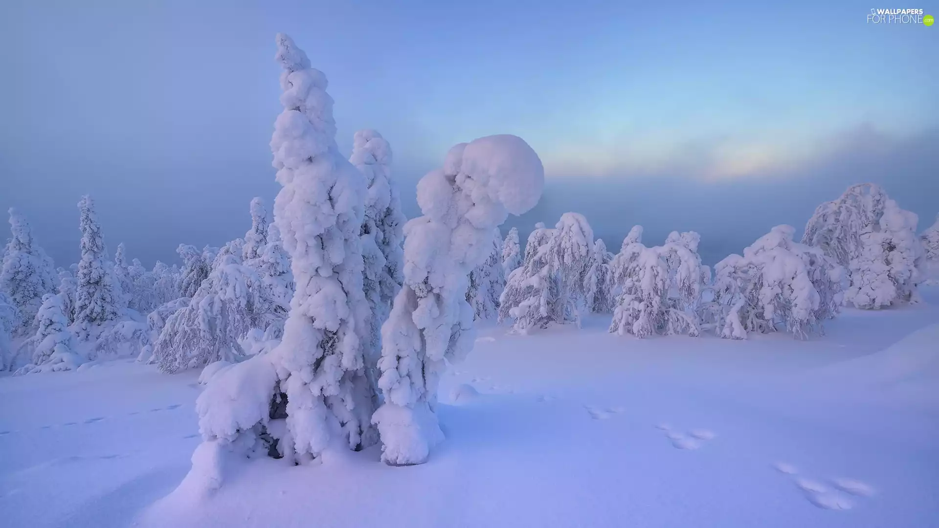 Snowy, winter, viewes, traces, trees, snow