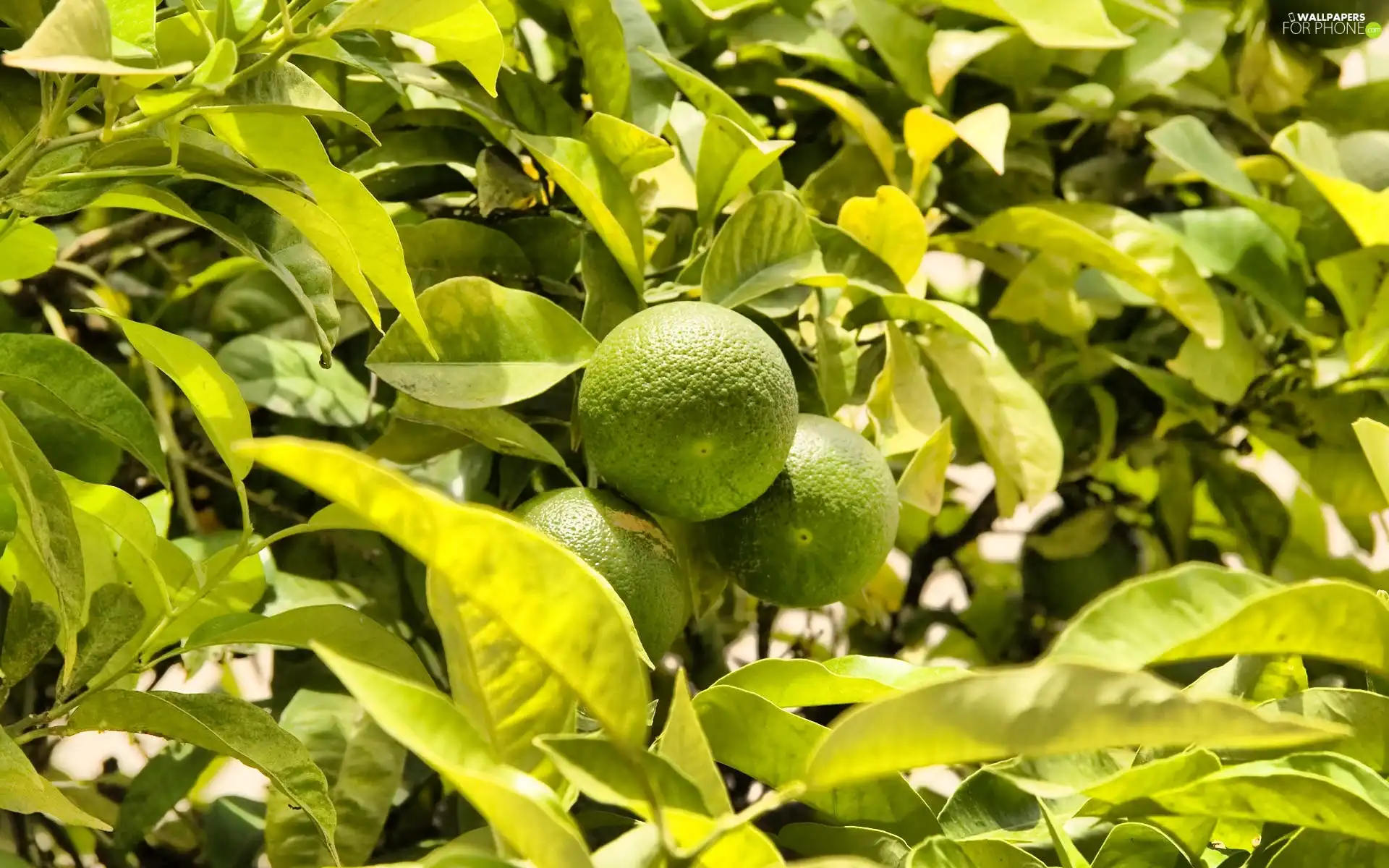 tree, limes, an