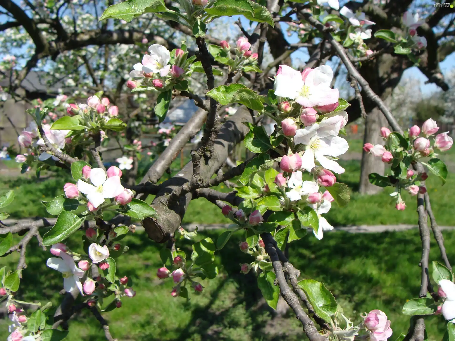 Blossoming, apple-tree
