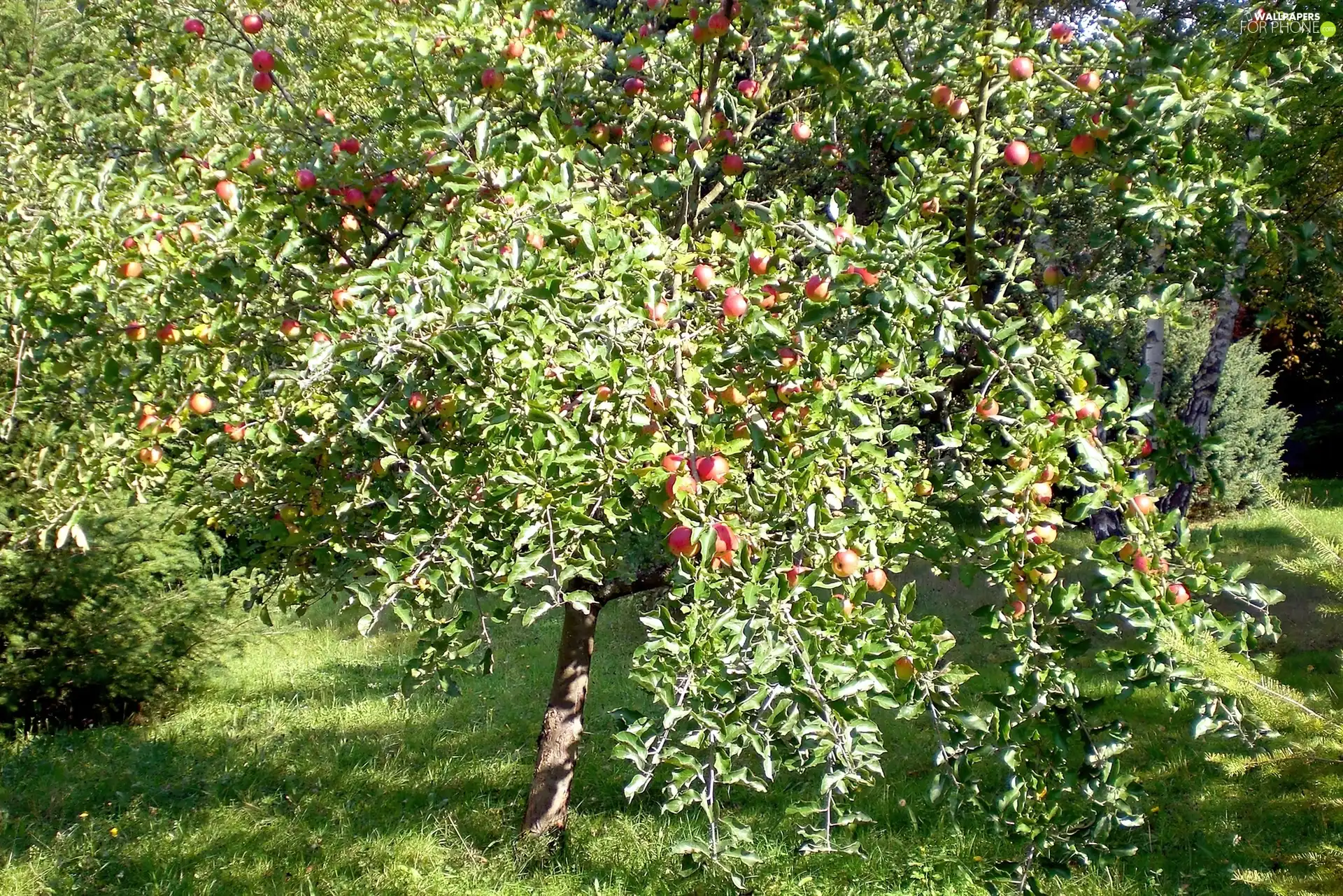 orchard, apple tree