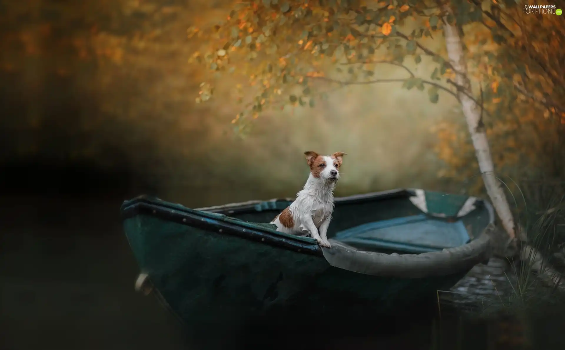 dog, Boat, birch-tree, Jack Russell Terrier