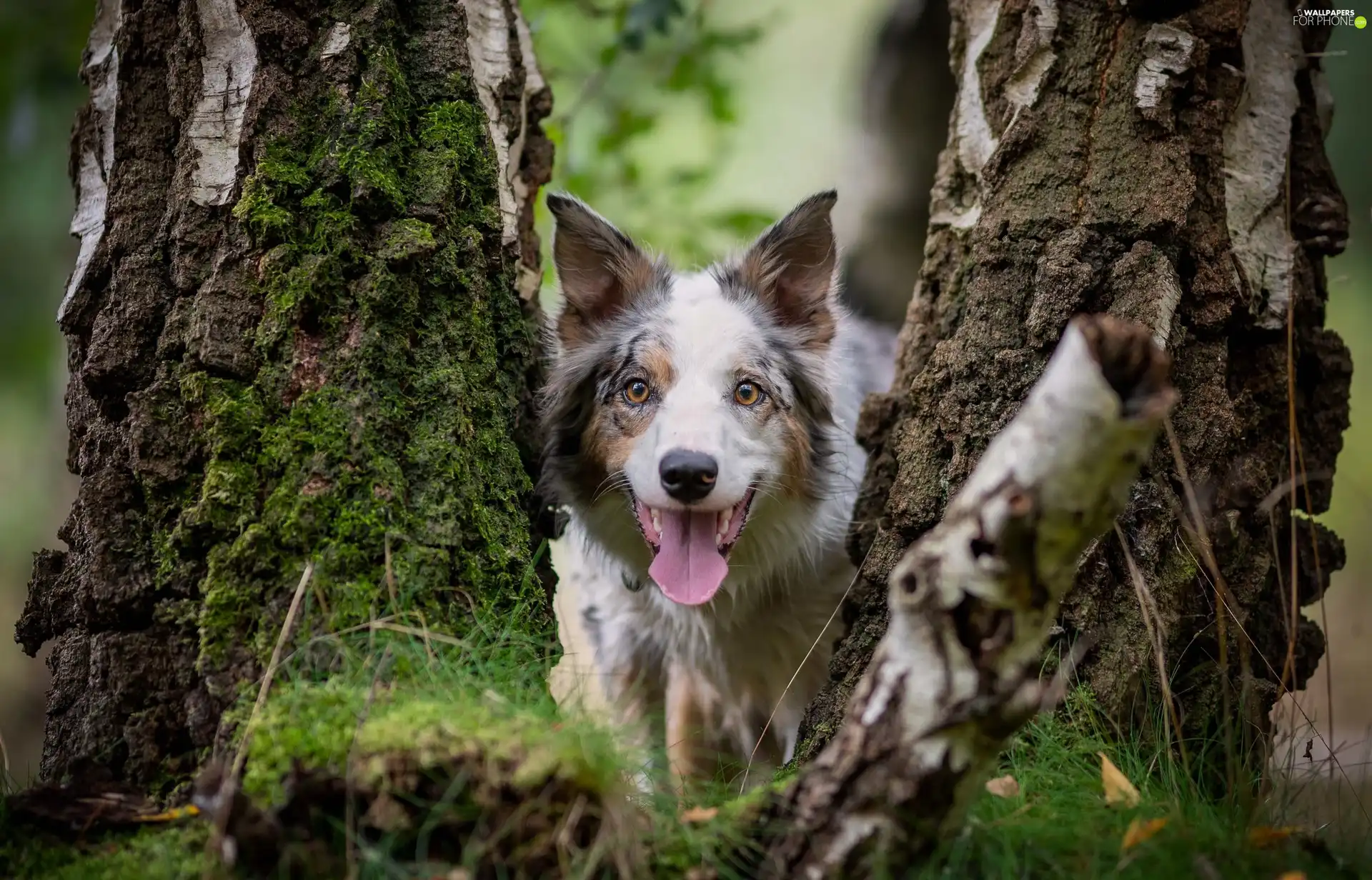 Border Collie, birch-tree