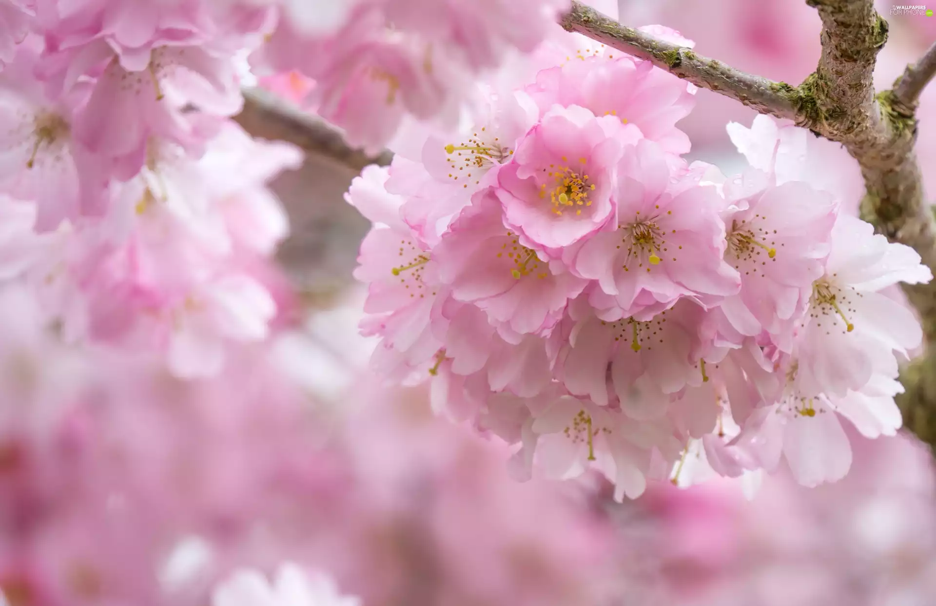 Flowers, cherry, Fruit Tree, Pink, branch pics