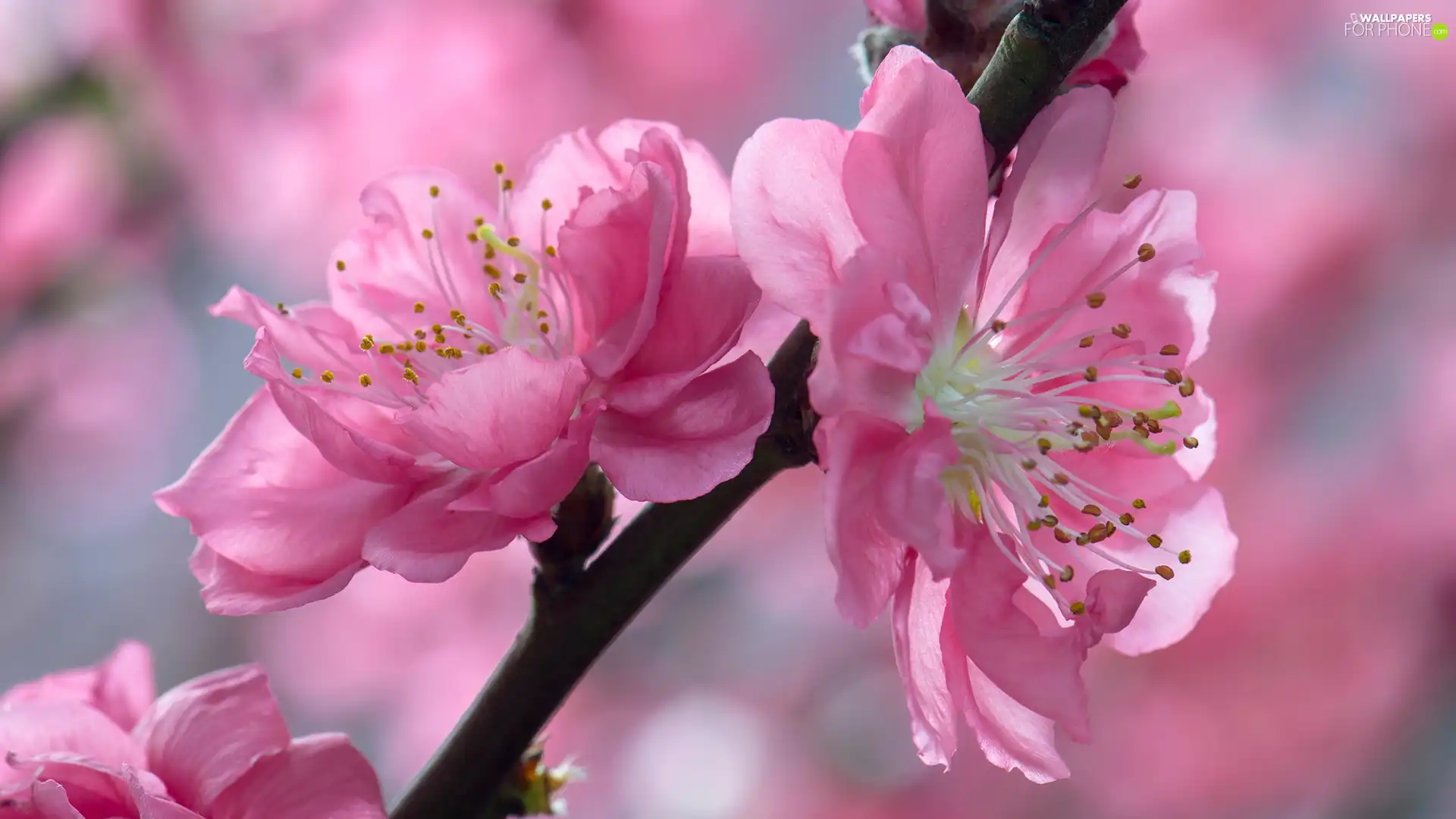 bloom, Flowers, Fruit Tree, Two cars, twig