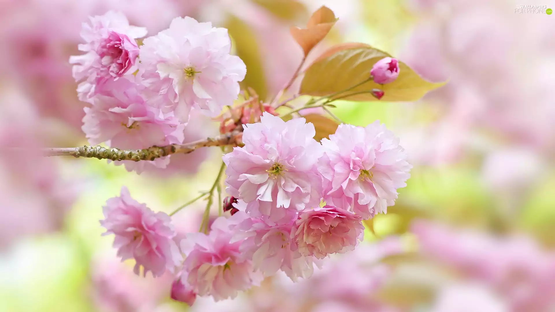 leaves, Pink, Fruit Tree, cherry, twig, Flowers