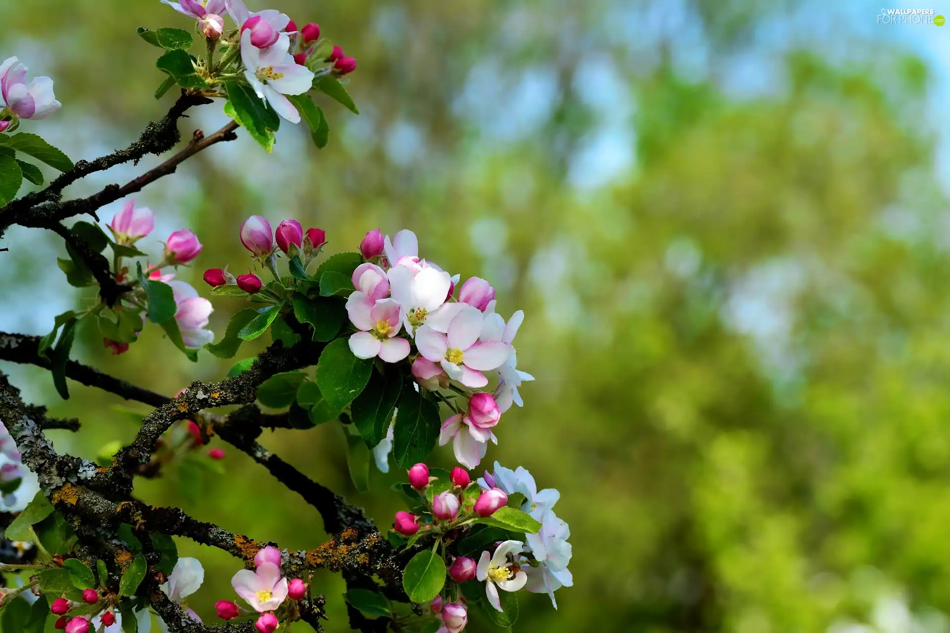 Twigs, Fruit Tree, Flowers, Buds, Pink, apple-tree