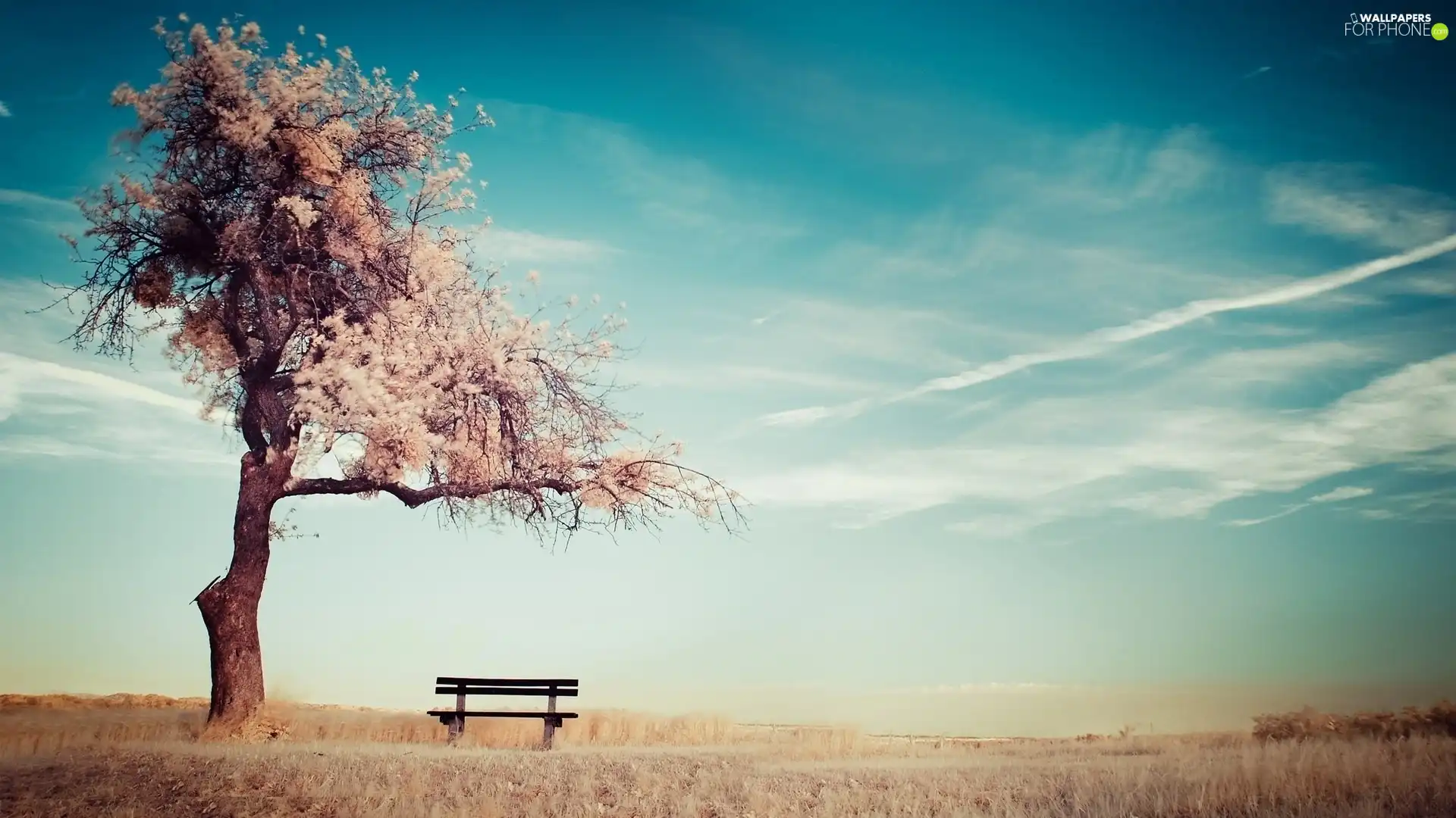 Tree, Bench, under