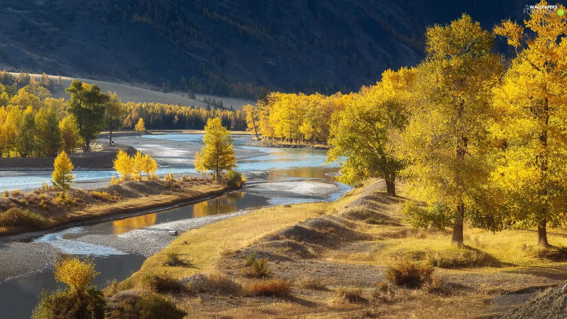 viewes, Yellowed, Altai, trees, River, autumn, Russia