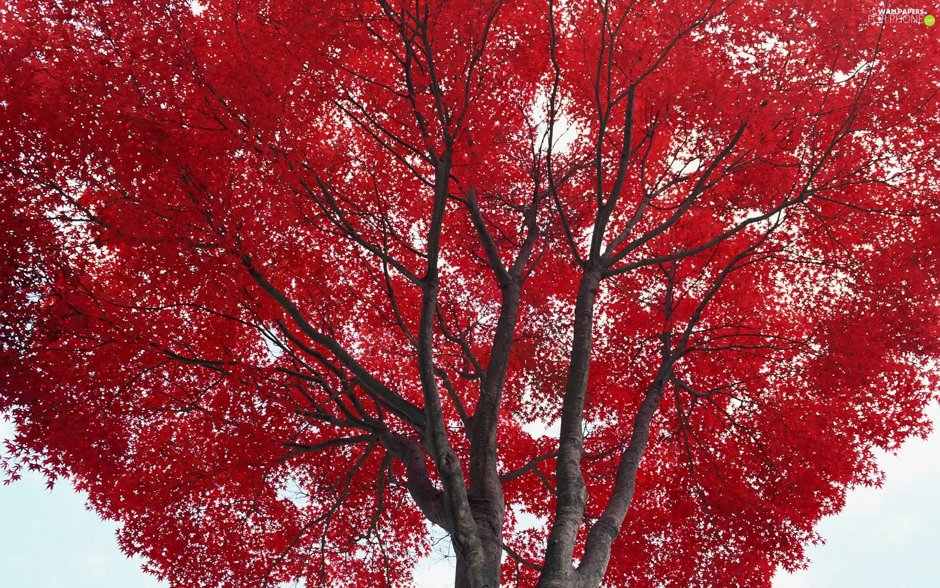 Autumn, trees