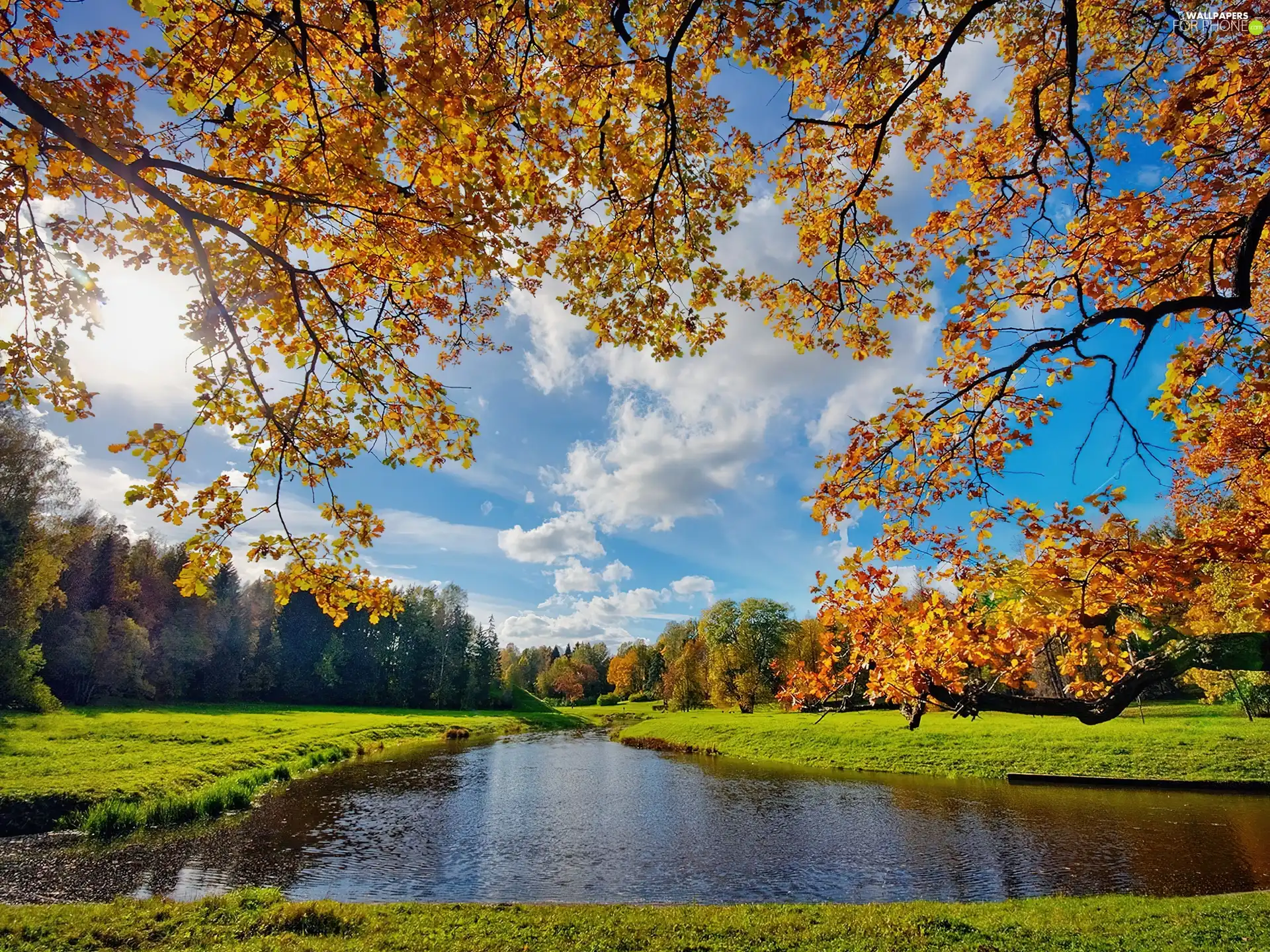 trees, River, Autumn