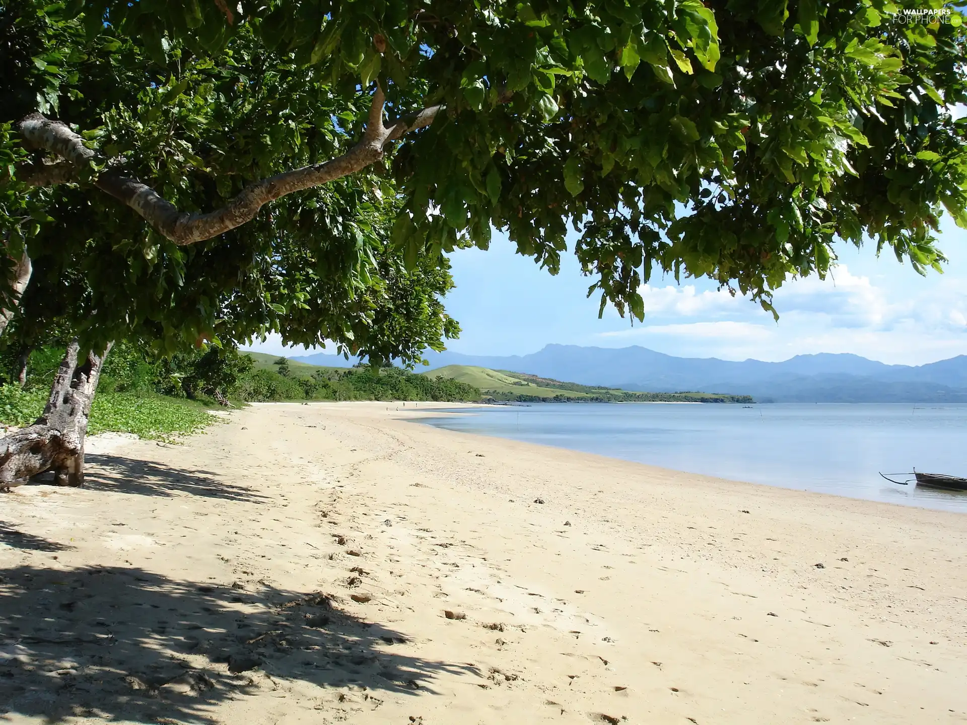 trees, sea, Beaches