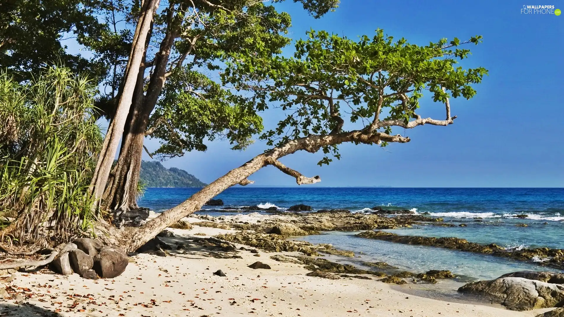 trees, sea, Beaches