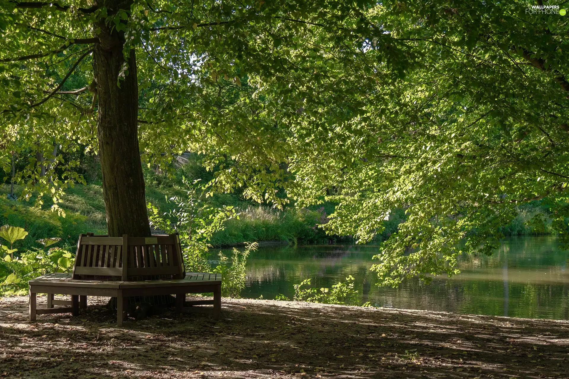 Park, Pond - car, trees, viewes, bench