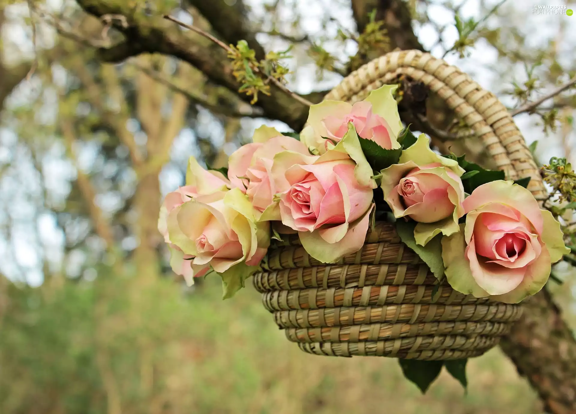 roses, trees, blurry background, basket