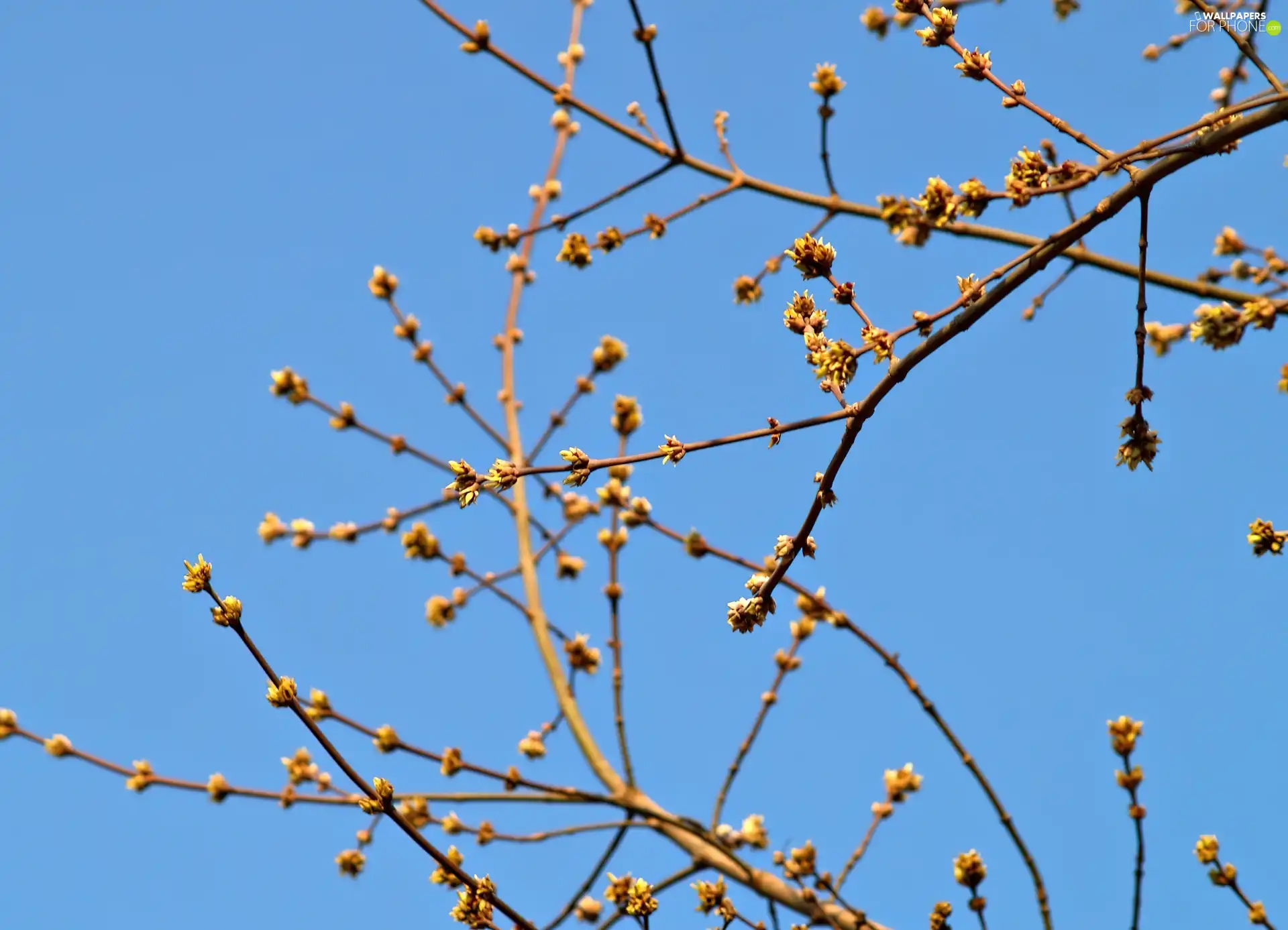 budding, trees