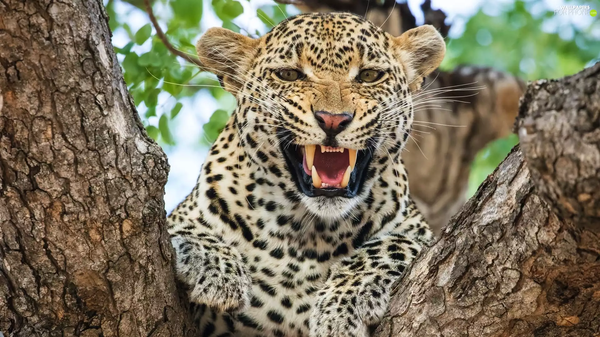 trees, Leopards, canines