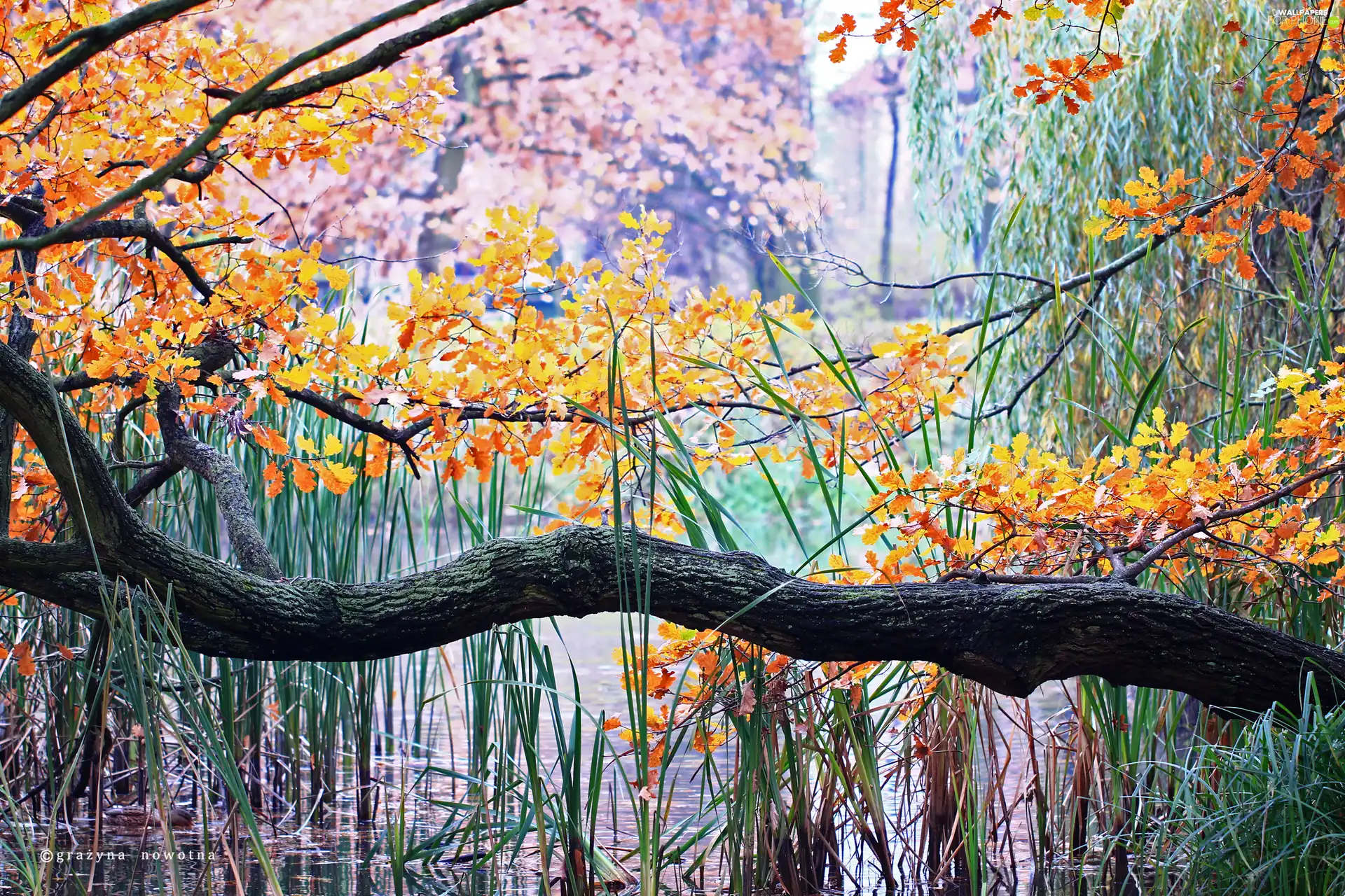 Pond - car, inclined, trees