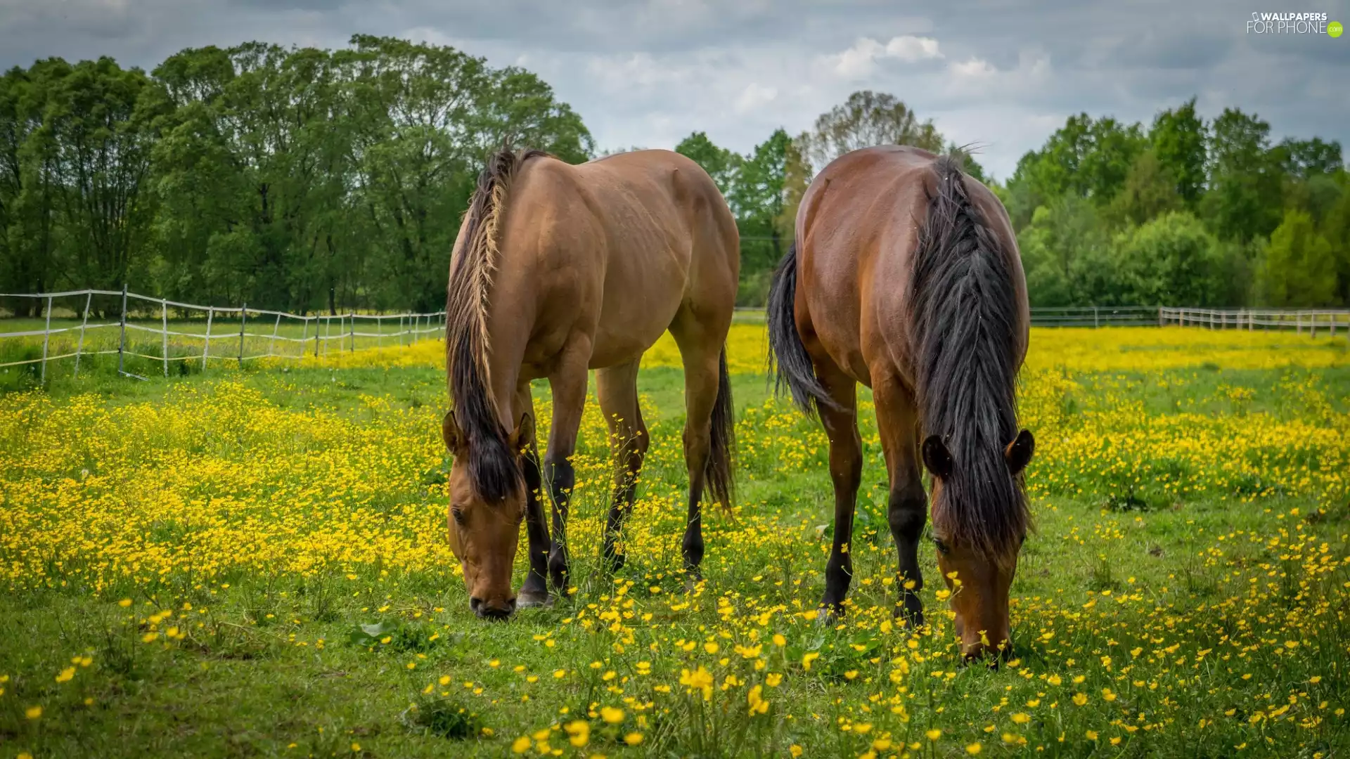 Meadow, Two cars, trees, viewes, fence, bloodstock