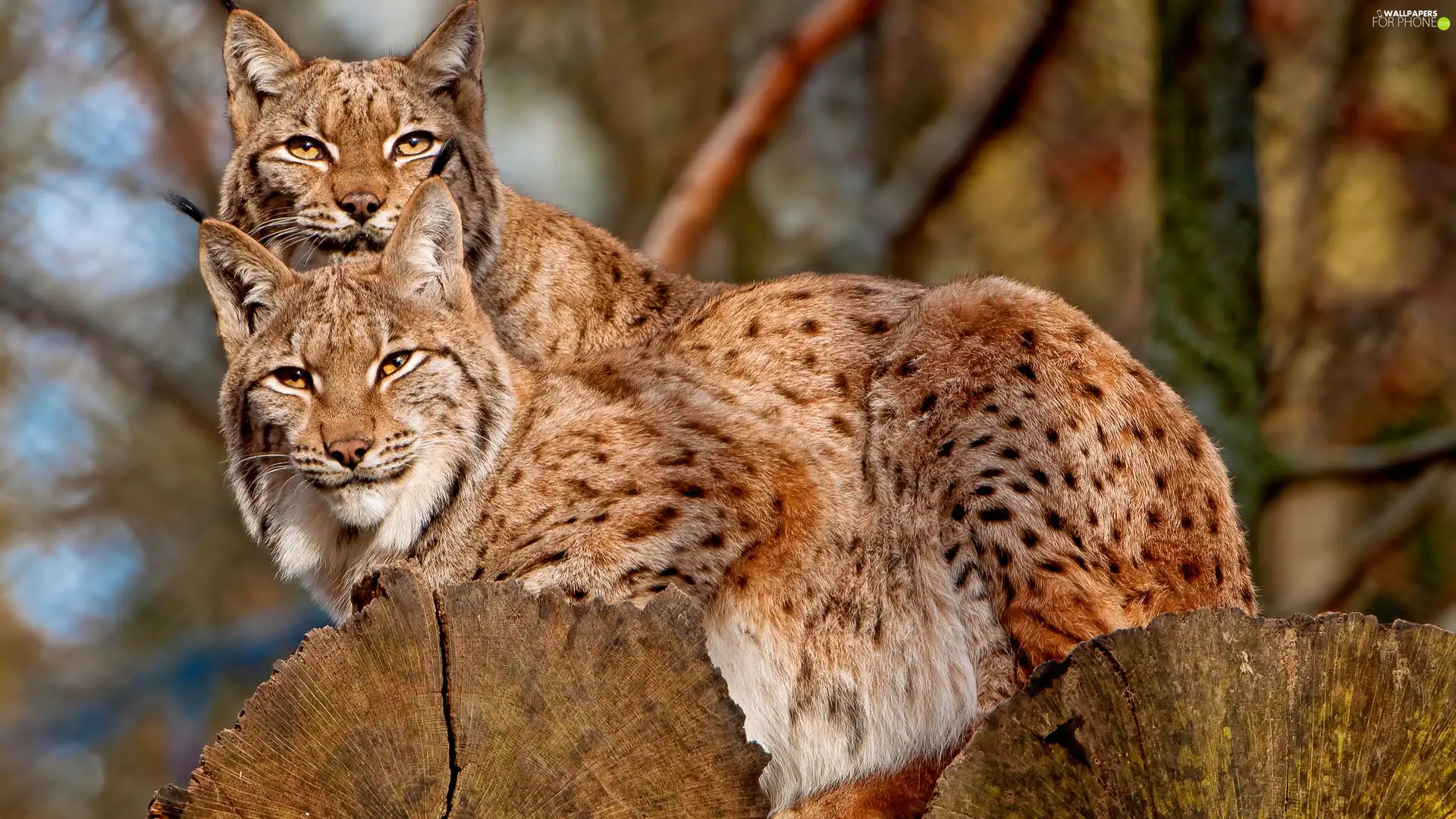 Two cars, Stems, trees, lynx