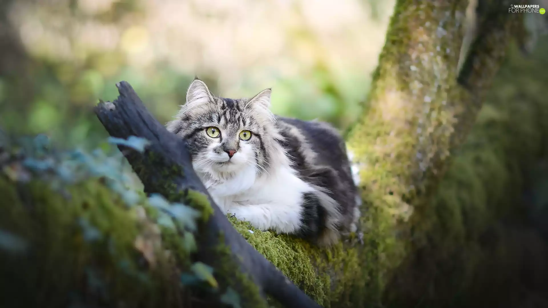cat, fuzzy, background, trees