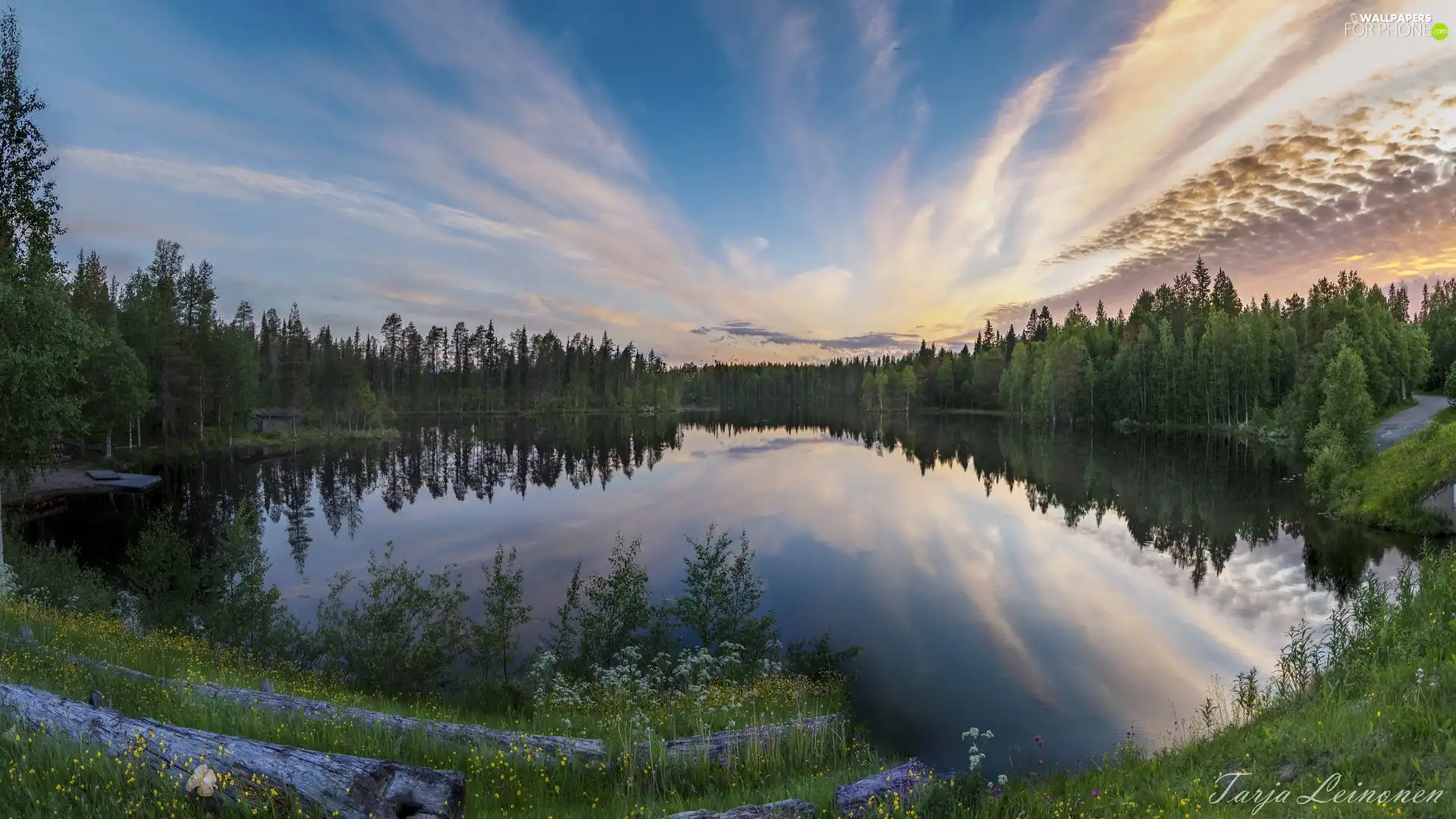 viewes, Plants, clouds, Logs, viewes, trees, lake, trees