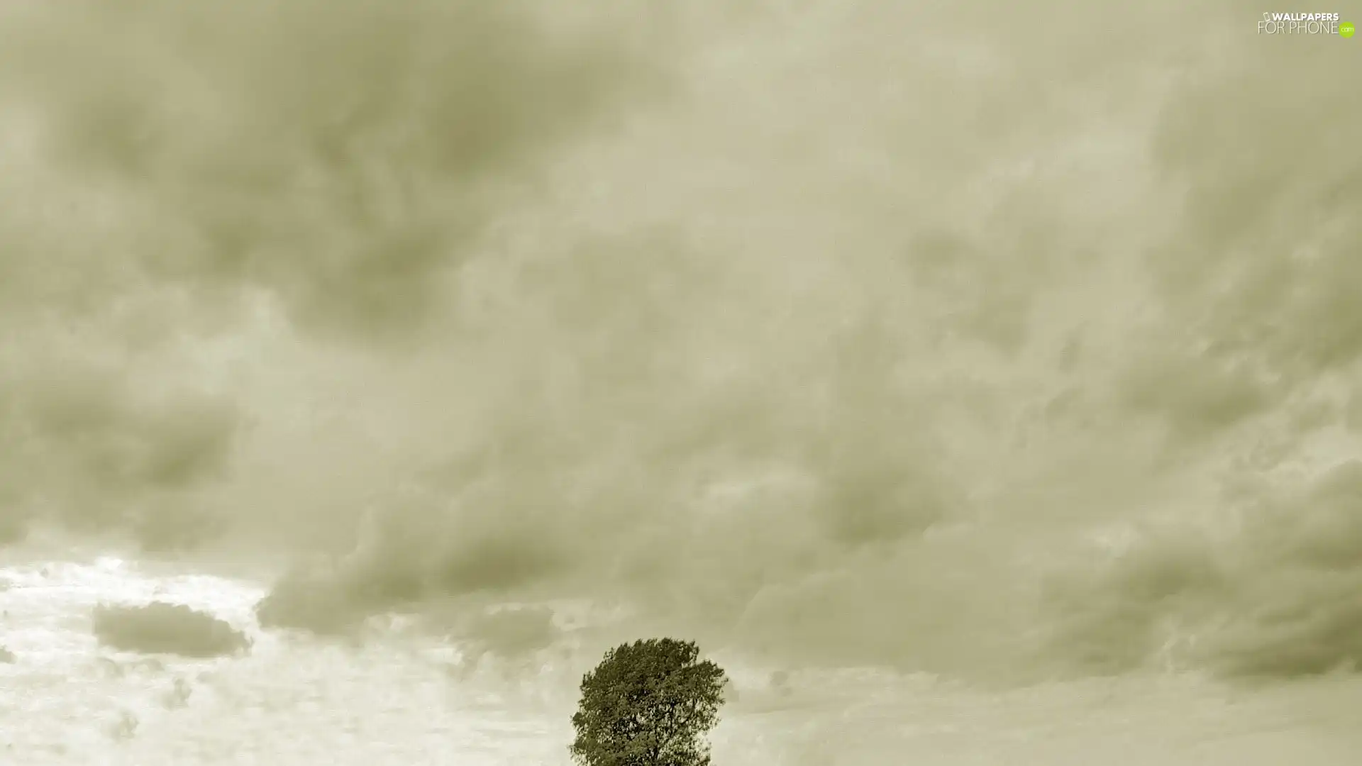 trees, Sky, clouds