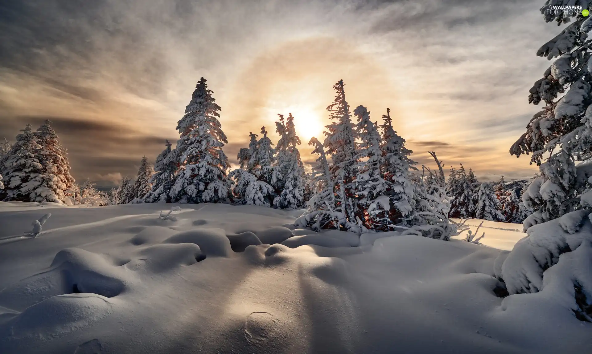 viewes, Snowy, clouds, trees, winter, Sunrise, drifts