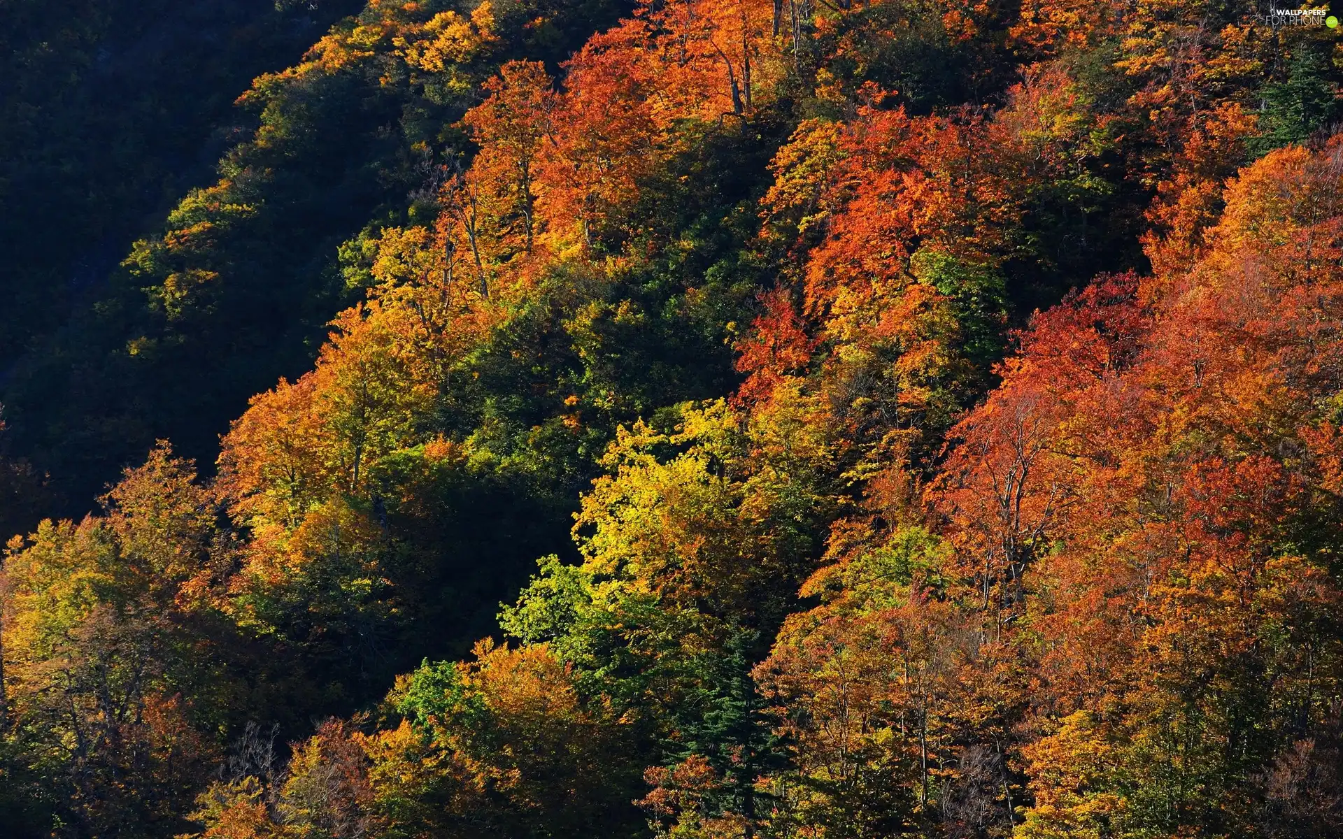 trees, vertices, Colorful