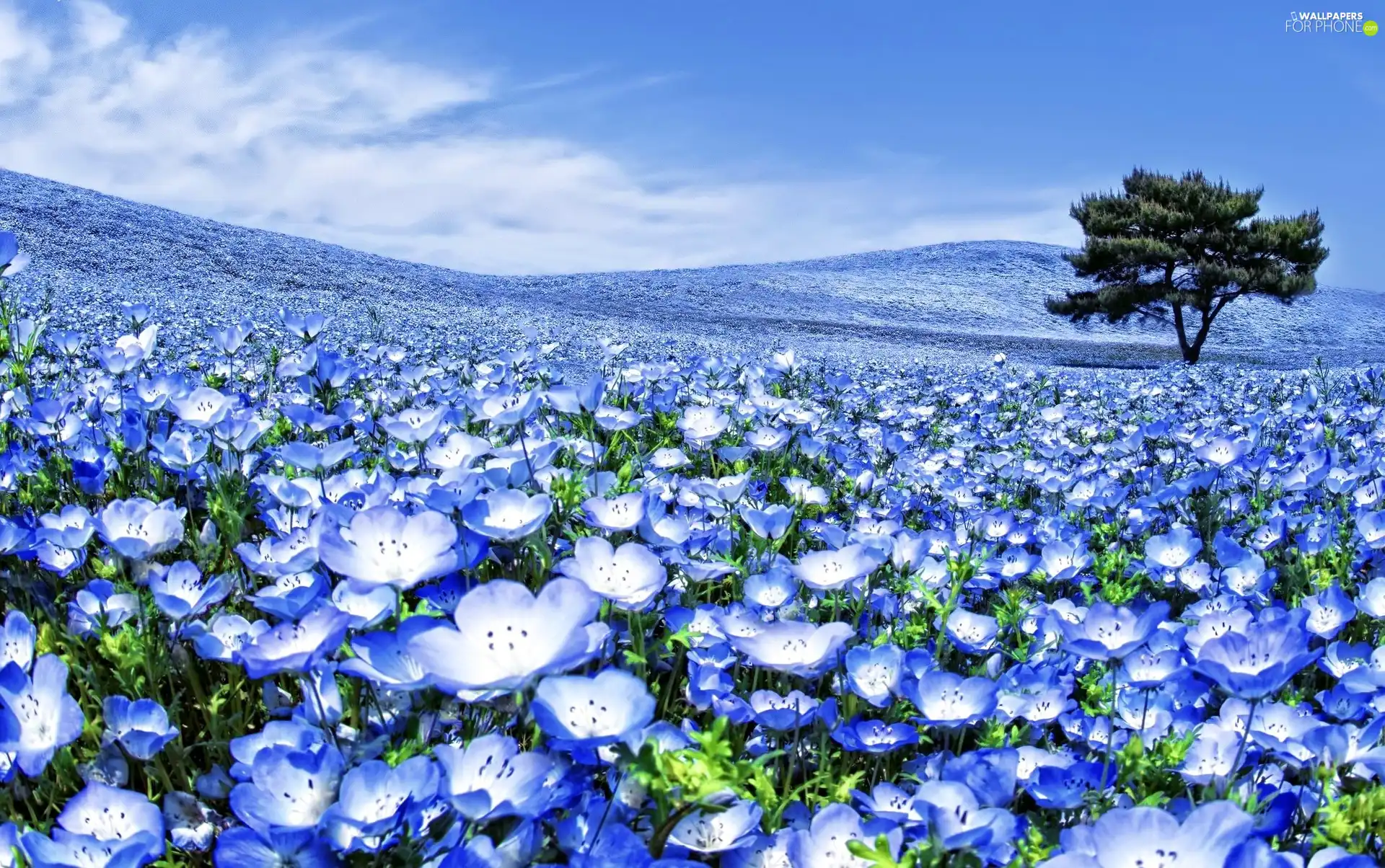 trees, cultivation, Flowers, field, Blue