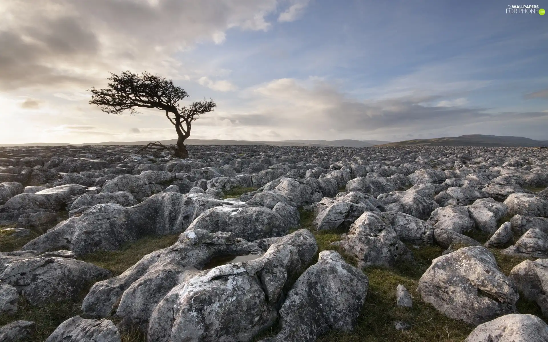 trees, Stones, dry