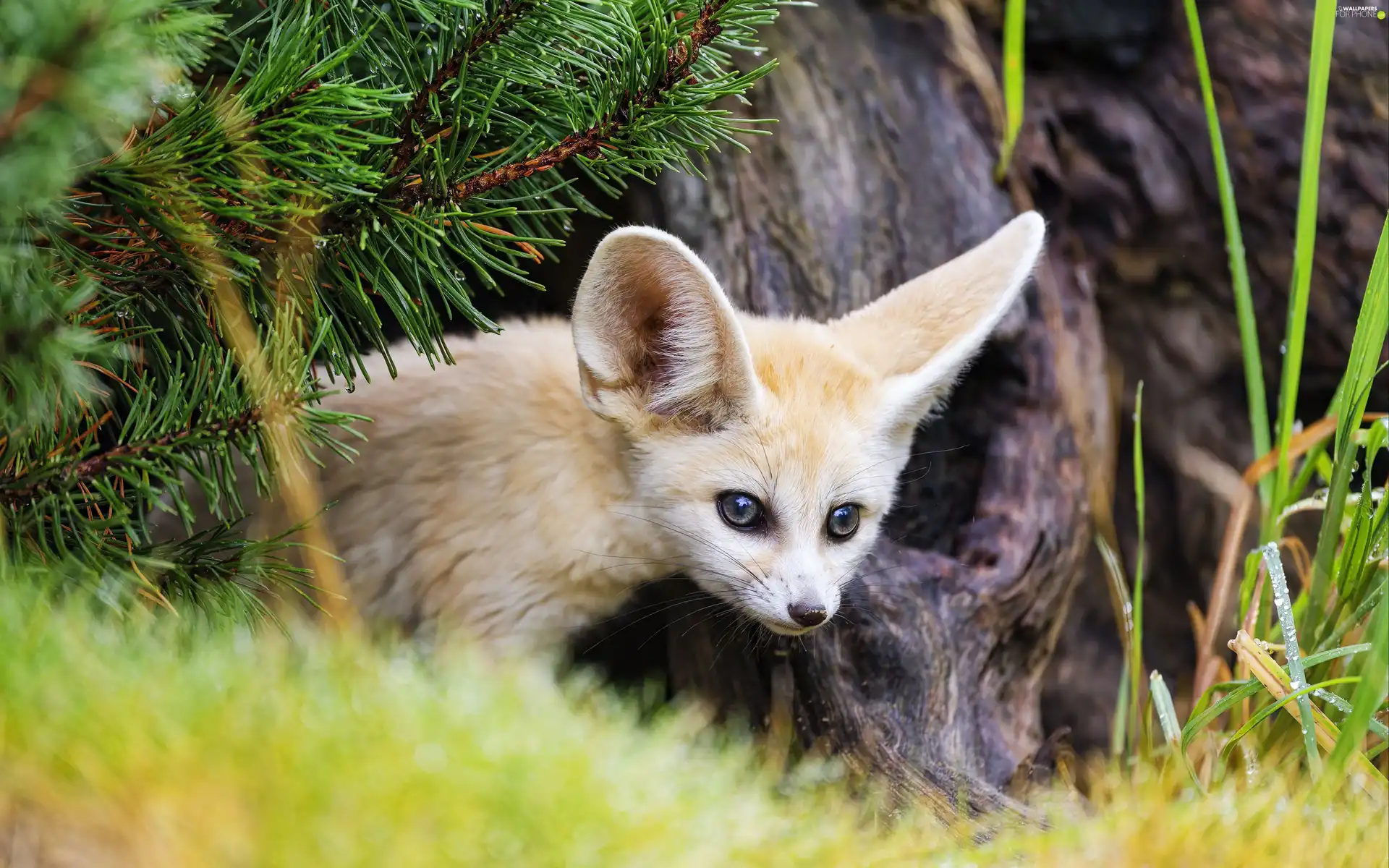 trees, Fox, Fenek