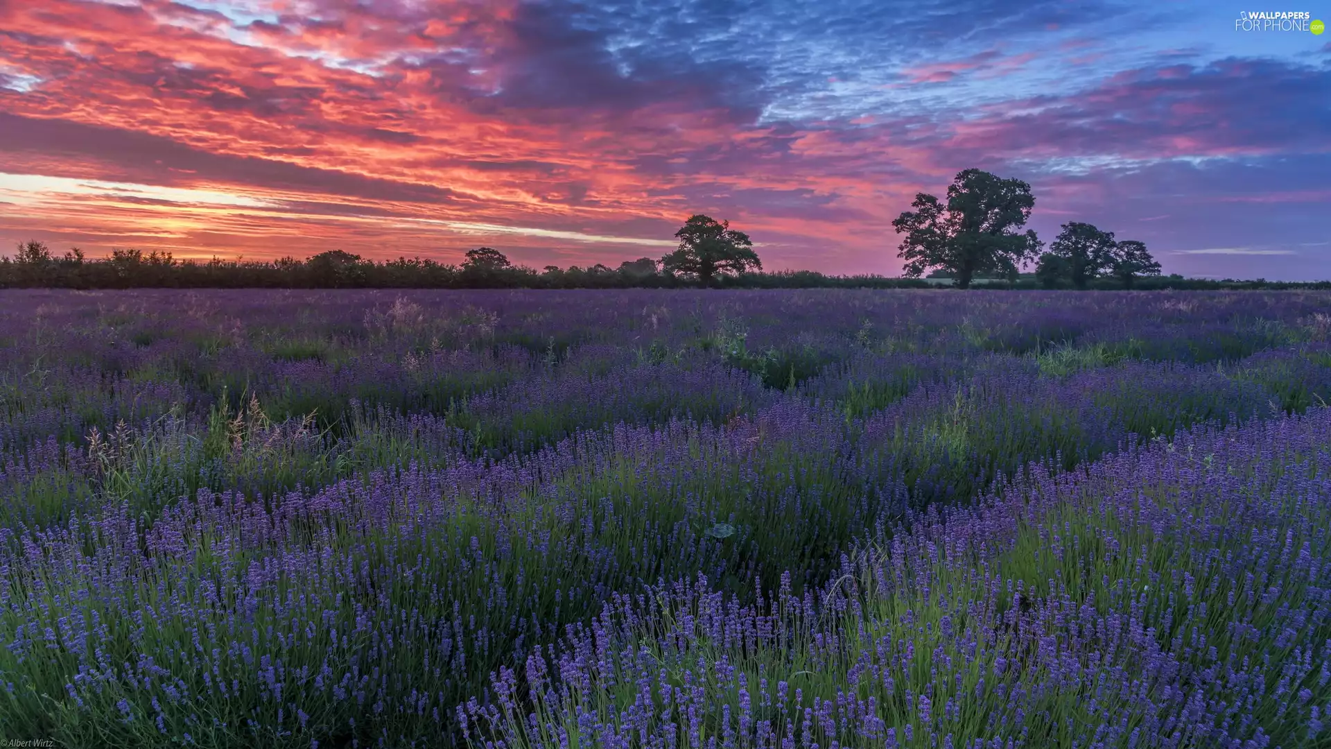 trees, viewes, Sky, Great Sunsets, color, Field, lavender, clouds