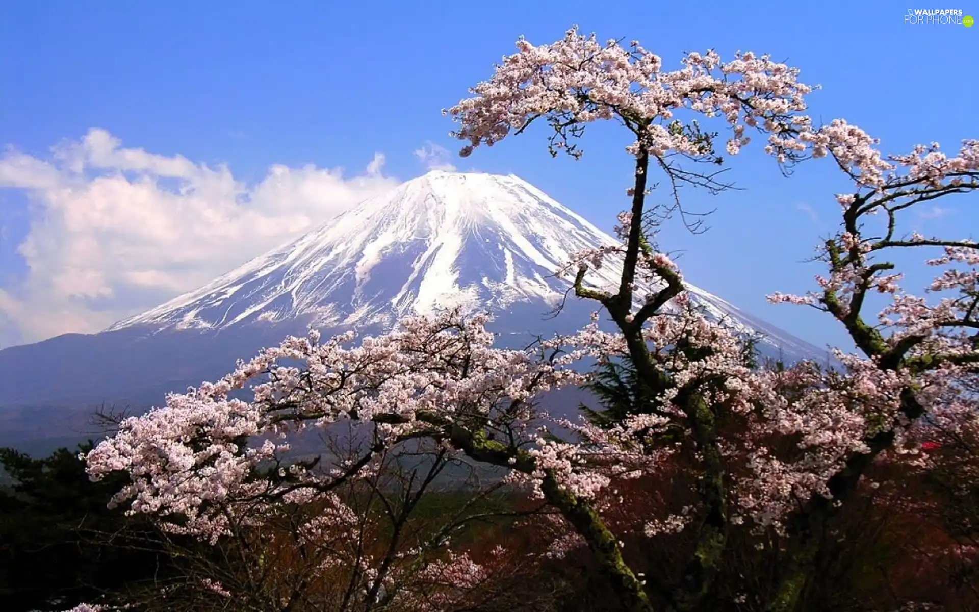 trees, volcano, flourishing