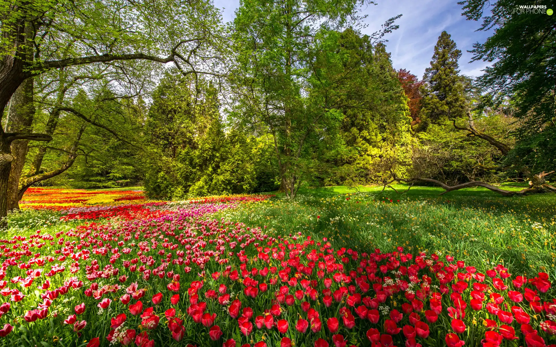 Tulips, color, Baden-Württemberg, viewes, trees, Mainau Island, Flowers, Spring, Germany, branch pics, Garden, Park